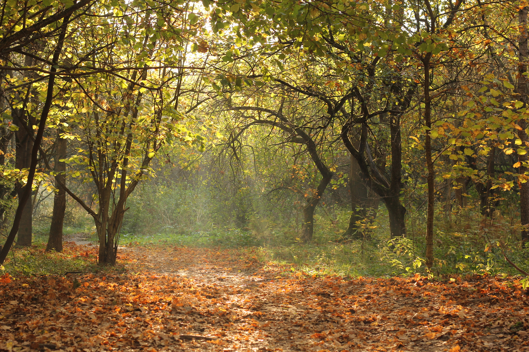 Битцевский лес осень