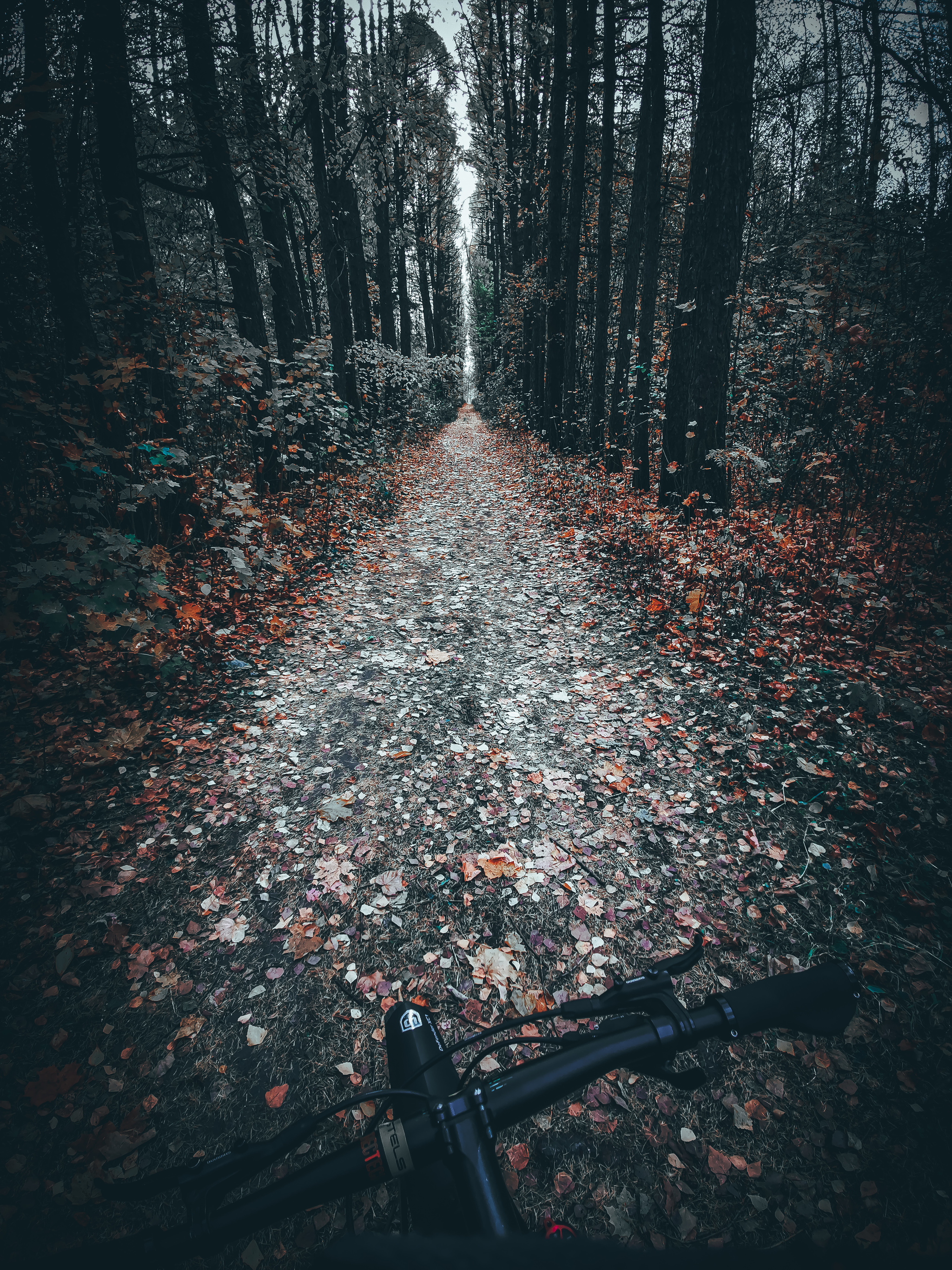 Cycling - My, The photo, A bike, Nature, Longpost