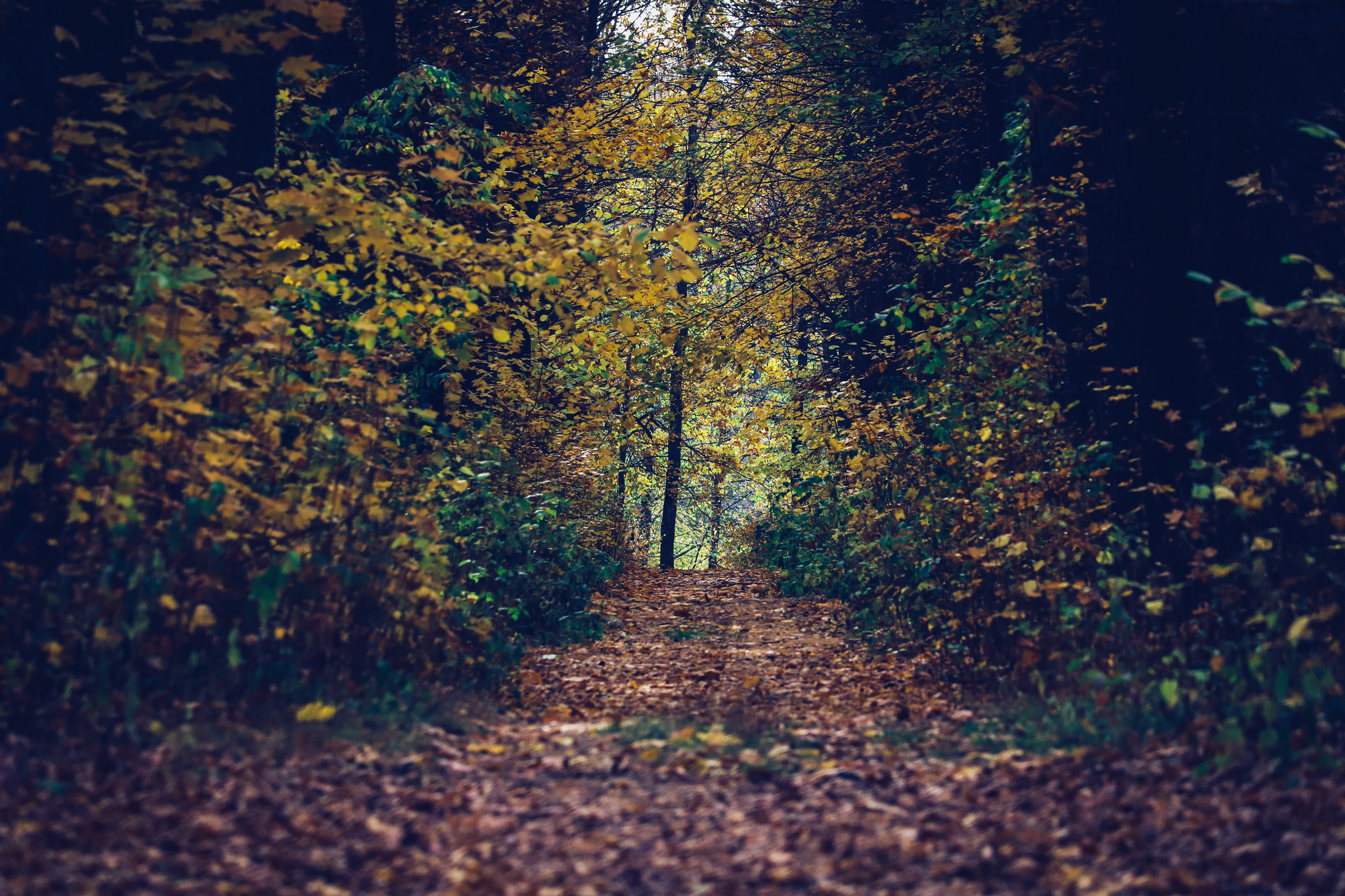 Cycling - My, The photo, A bike, Nature, Longpost