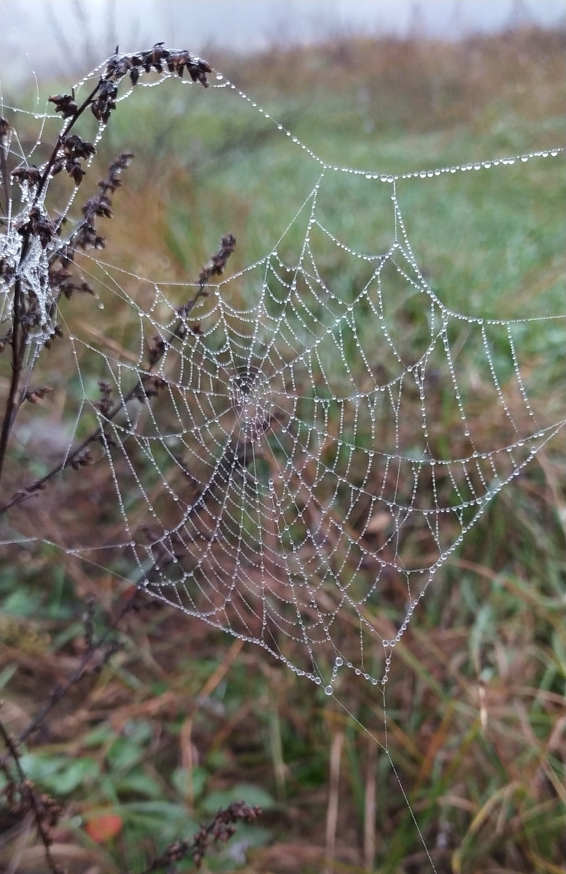 Pavutinka - My, Autumn, Nature, Web