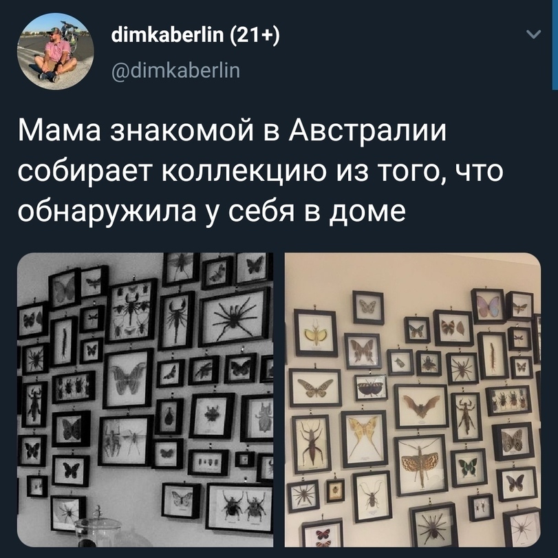 Мммм, Австралия - Насекомые, Twitter, Длиннопост, Коллекция, Скриншот