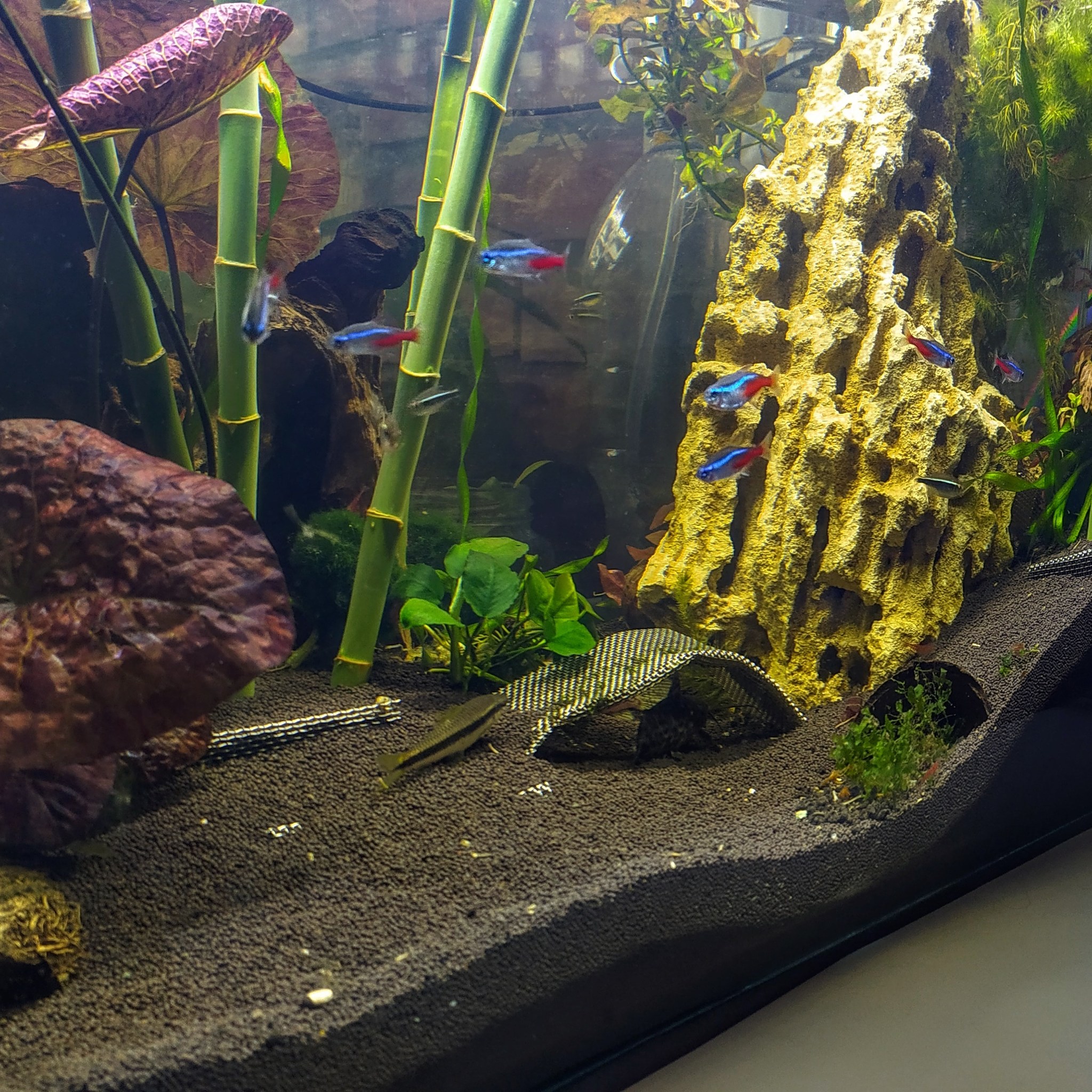 My aquarium - My, Aquarium, Aquarium fish, Longpost