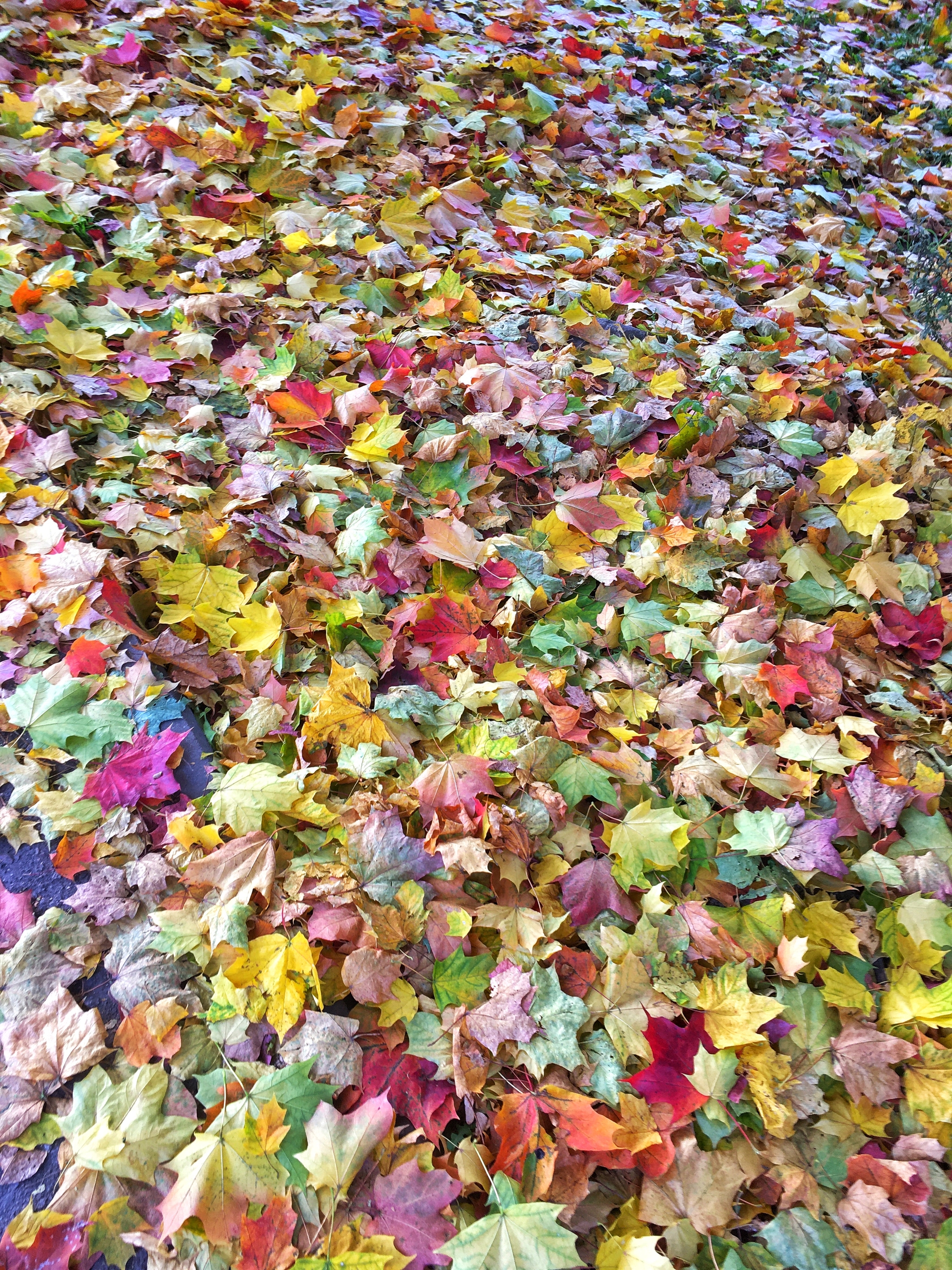 What a different autumn - My, Autumn, Leaves, Nature, The photo, Autumn leaves