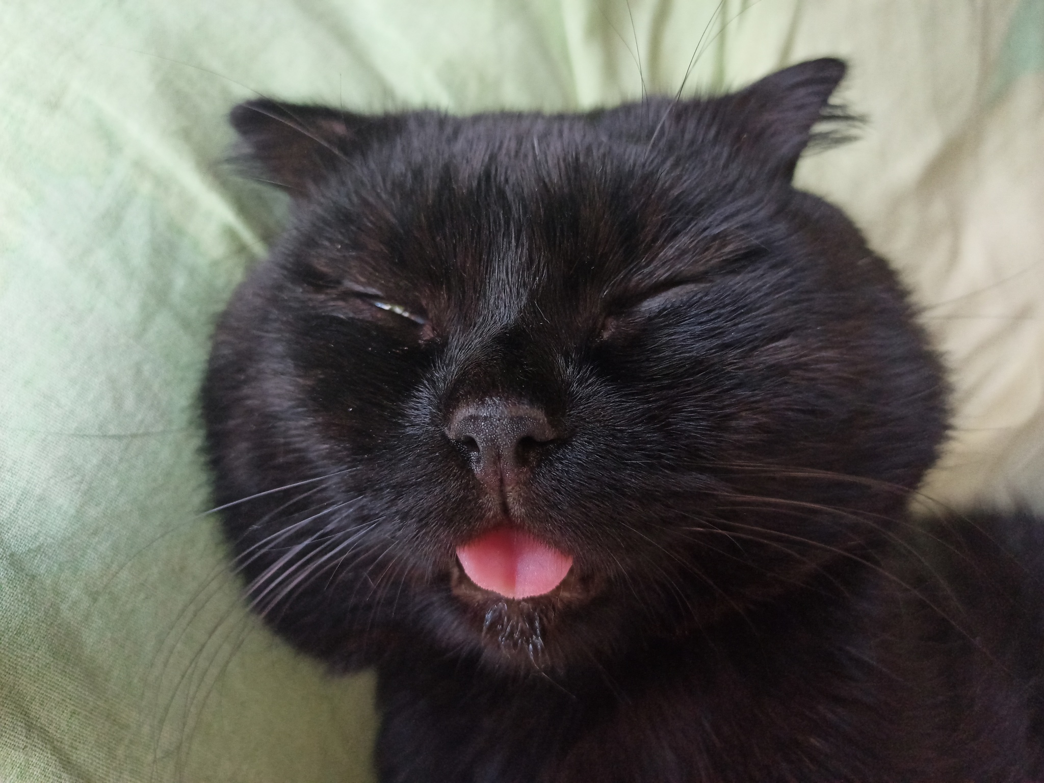 Reply to the post “Mood” - My, cat, Pets, The photo, Reply to post