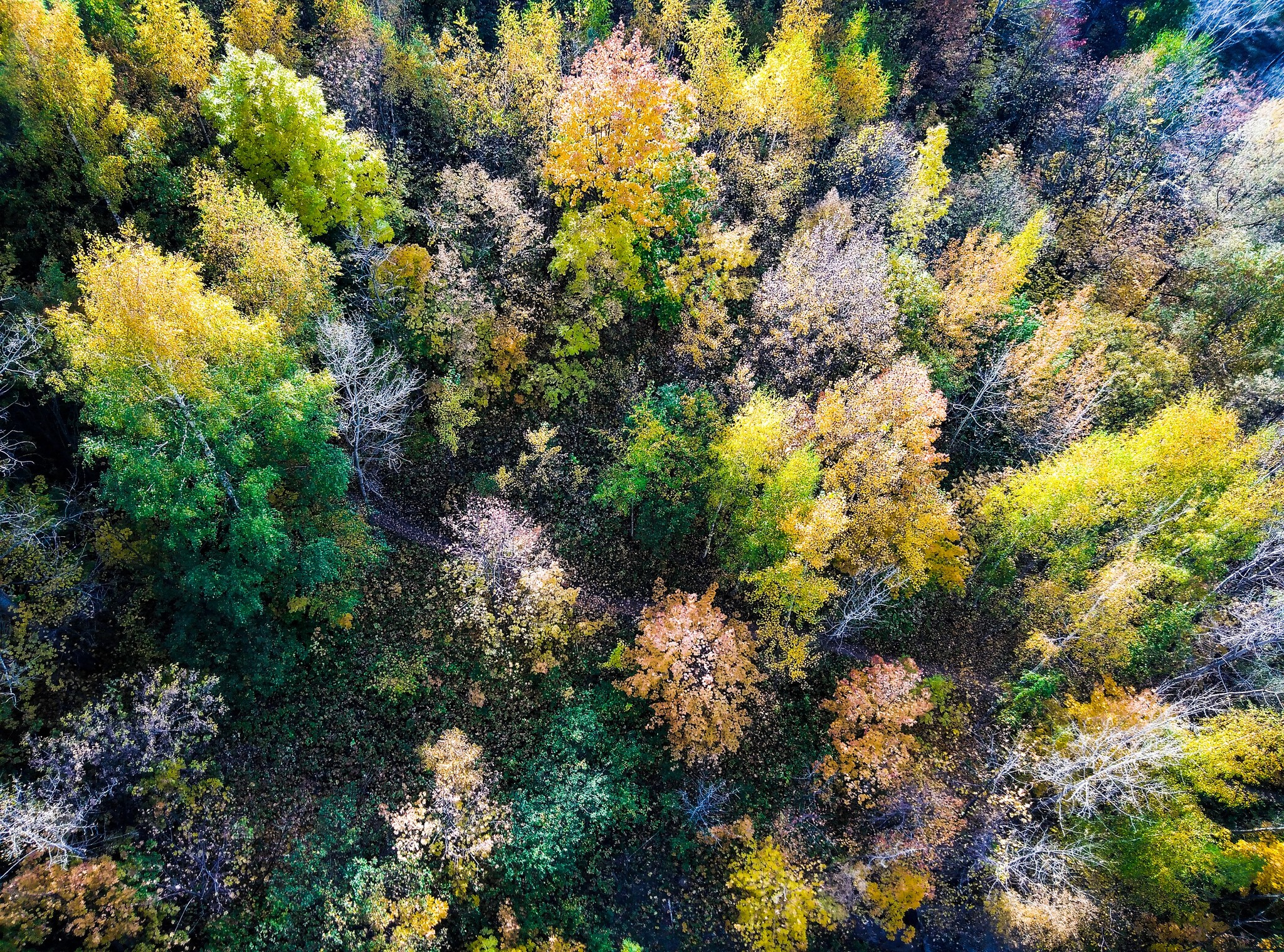 A little autumn - My, Autumn, View from above, The photo, Longpost, Nature, Autumn leaves