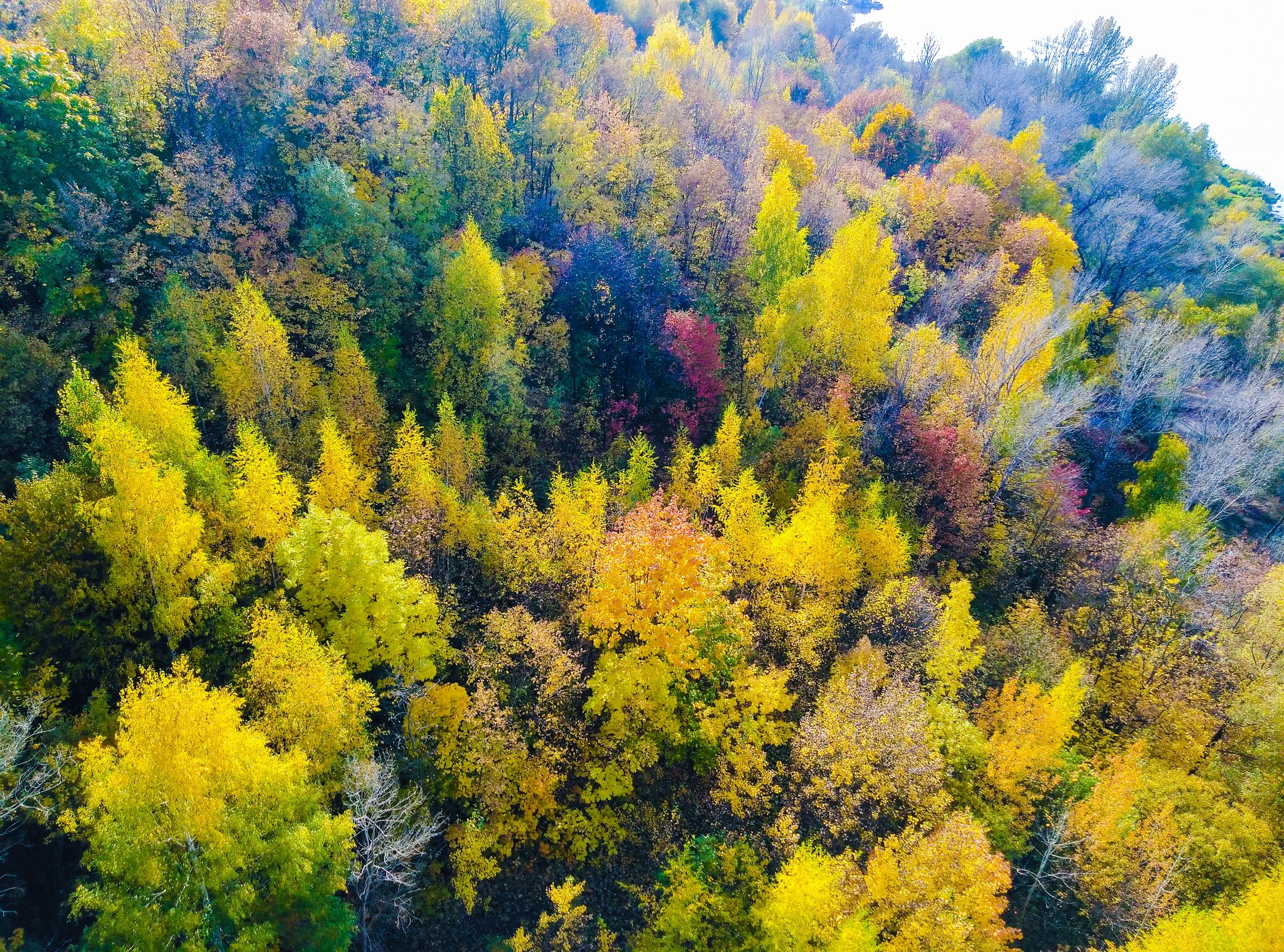 A little autumn - My, Autumn, View from above, The photo, Longpost, Nature, Autumn leaves