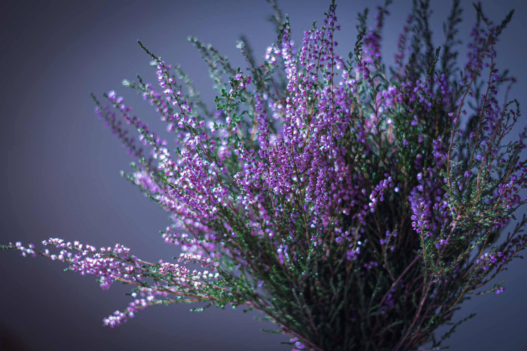 Lavender - My, Flowers, Lavender, Beginning photographer