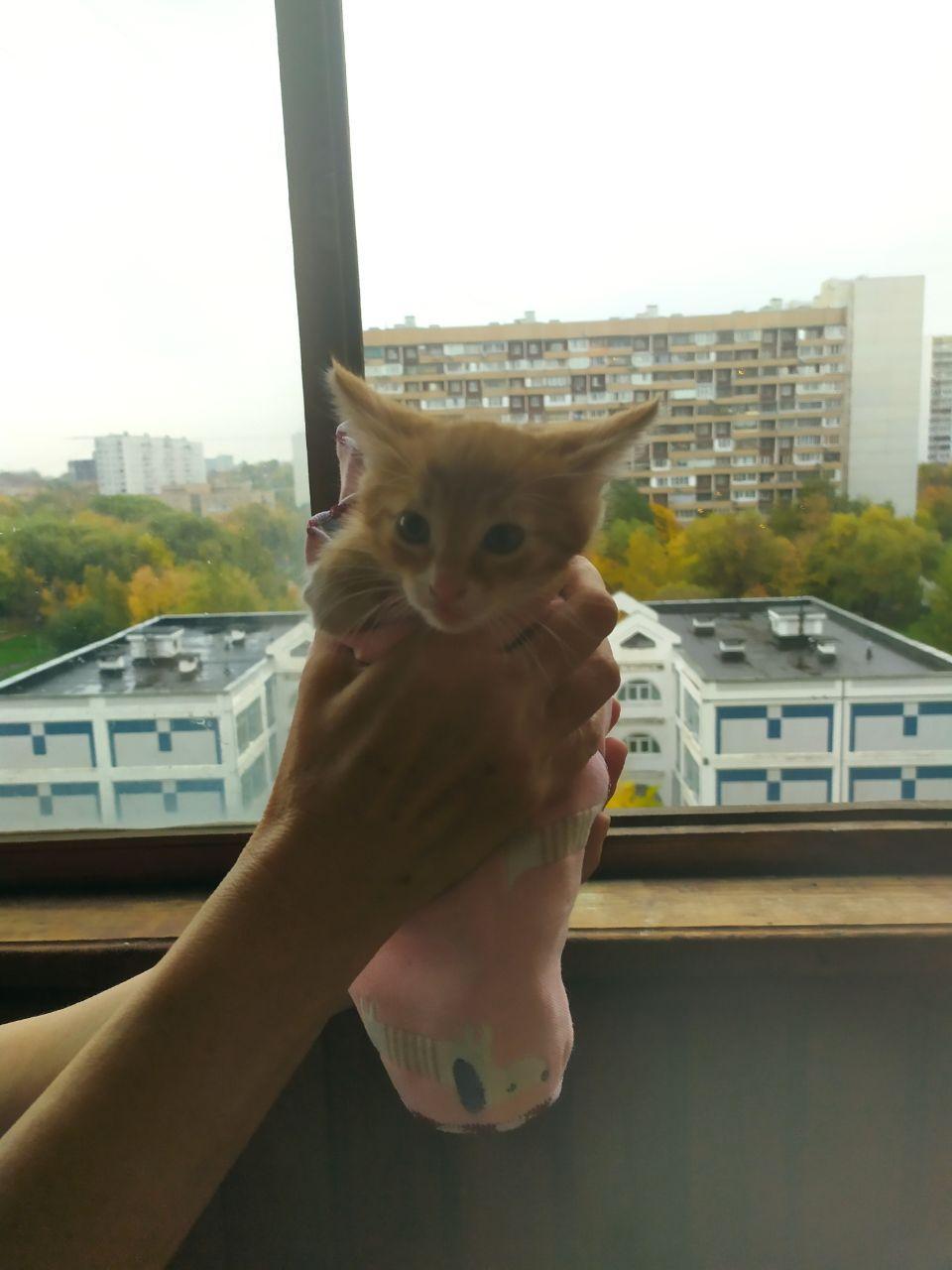 Два котенка ищут дом - Моё, Без рейтинга, В добрые руки, Котята, Кот, Отдам, Москва, Длиннопост