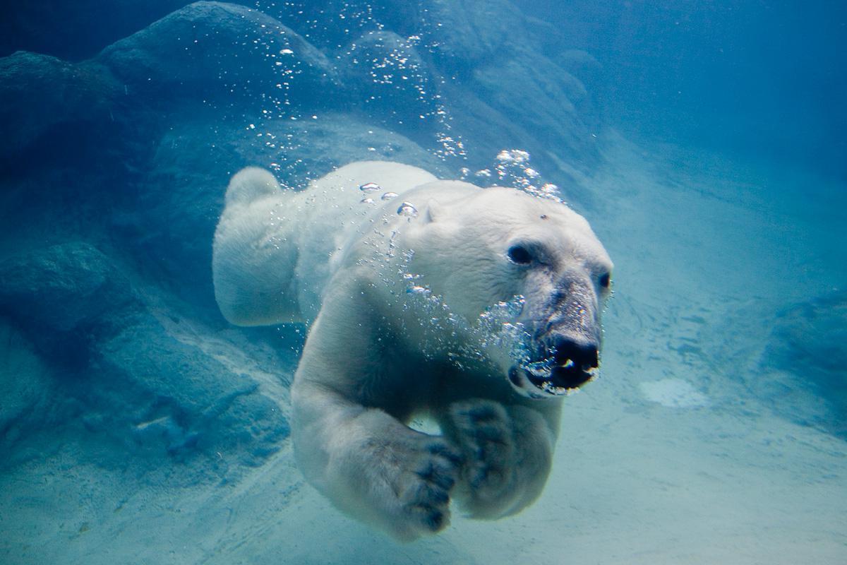 polar bear - The Bears, The photo, Nature, North, Animals