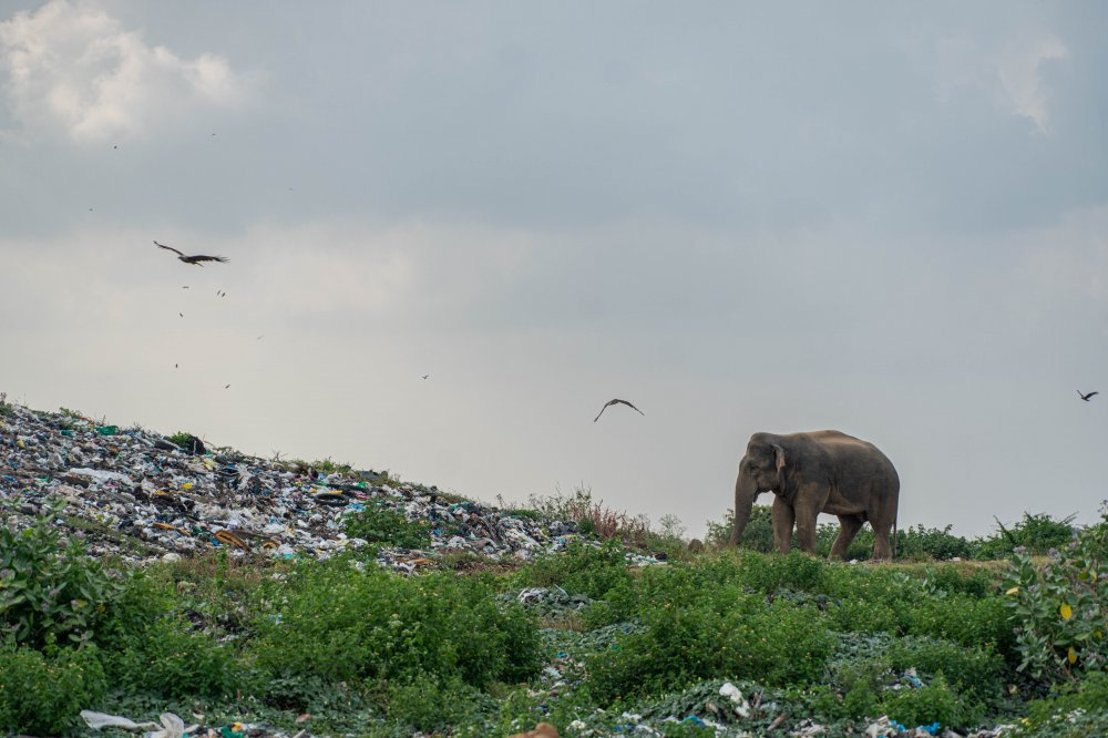 Elephants eat garbage in Sri Lanka - Copy-paste, Longpost, Elephants, Garbage, Sri Lanka, Nature