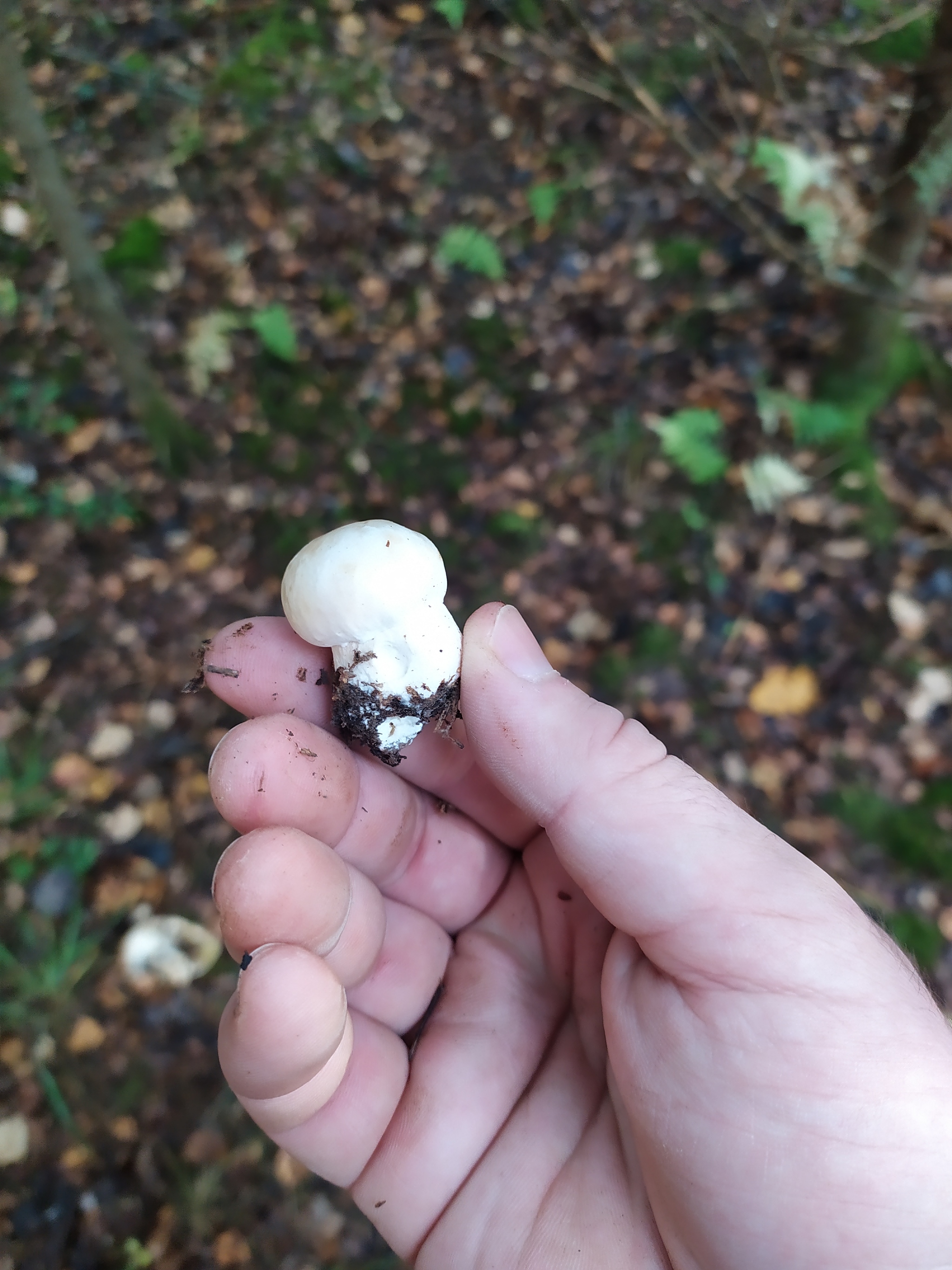 Urbanites in the forest - Forest, Mushrooms, Jay, Ezhovik, Honey mushrooms, Champignon, Autumn, Longpost