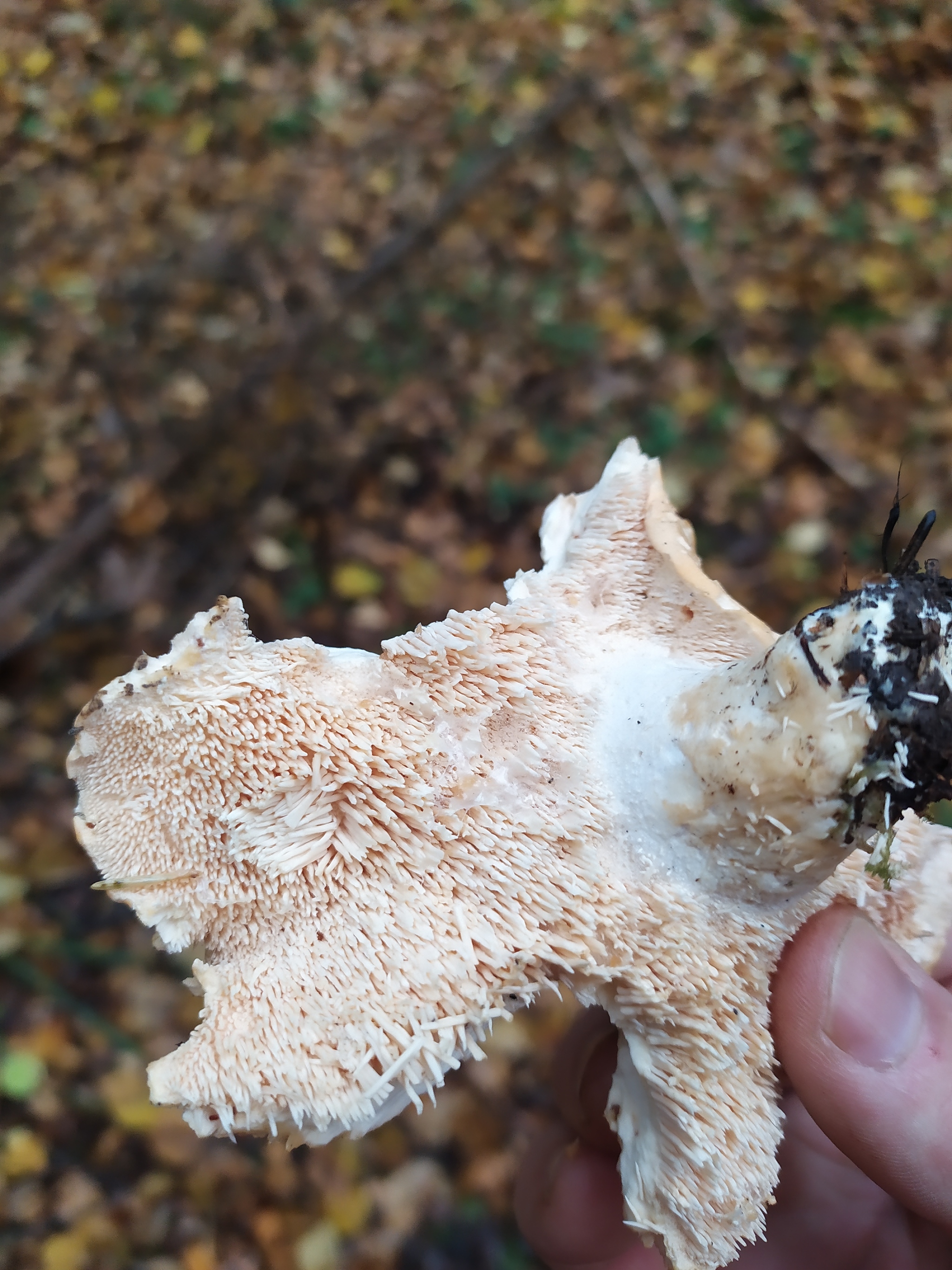 Urbanites in the forest - Forest, Mushrooms, Jay, Ezhovik, Honey mushrooms, Champignon, Autumn, Longpost