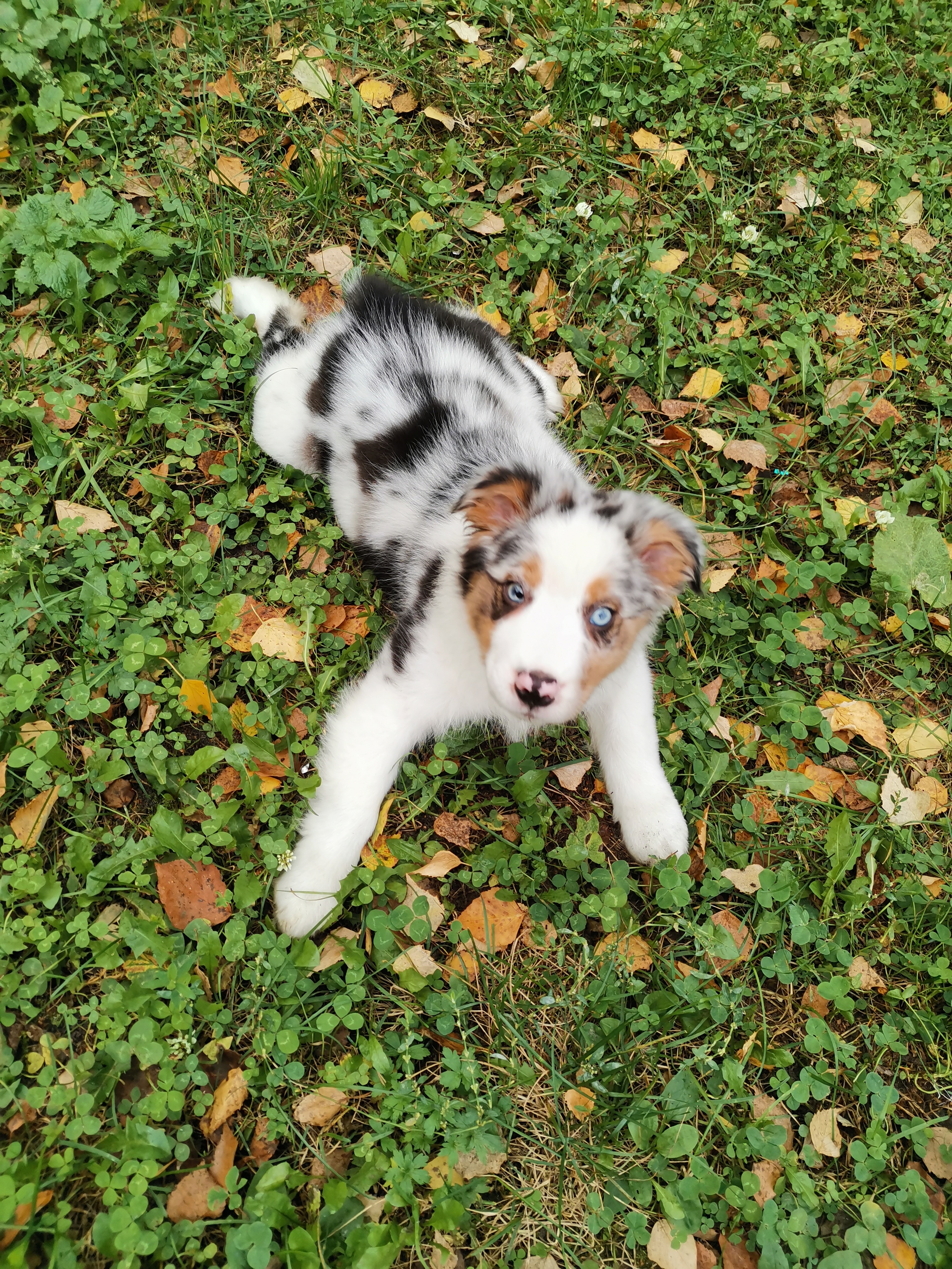 Ciri - My, Australian shepherd, Dog, Friend of human, Longpost