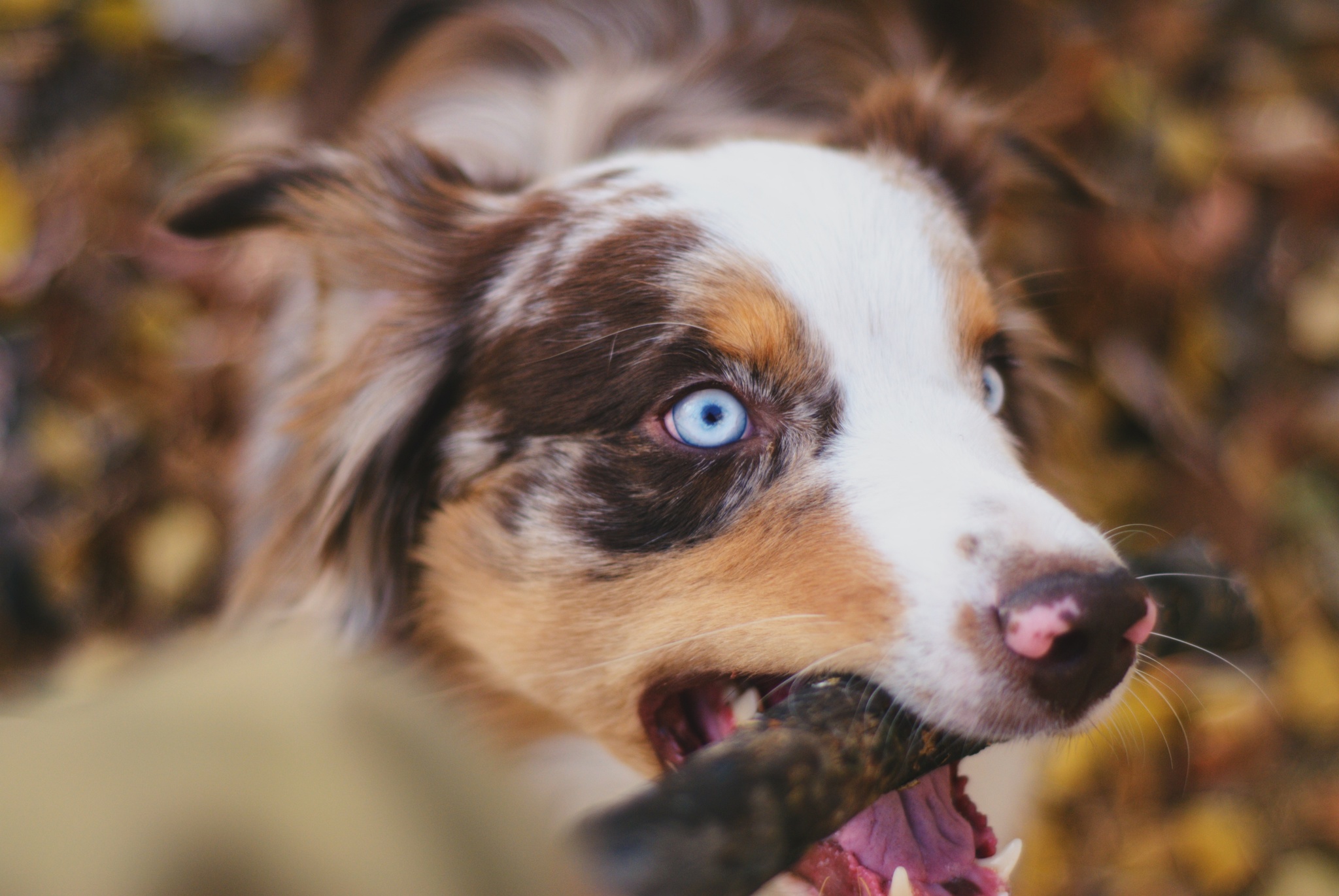 Aussie - My, The photo, Australian shepherd, Dog