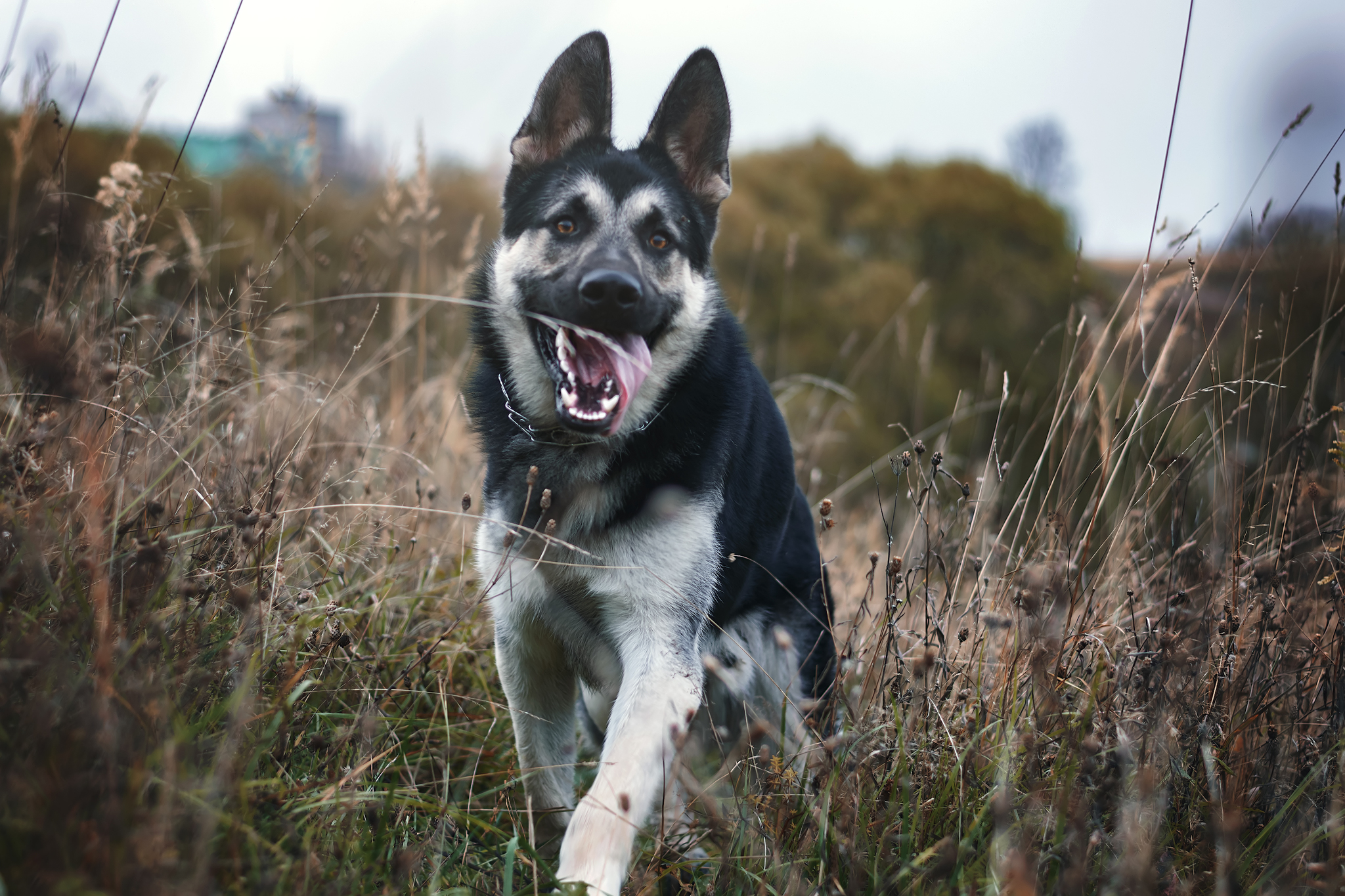 Typhoon and its owner :) - My, PHOTOSESSION, East European Shepherd, Nikon d5300, Pets, Autumn, Longpost, Girls, Dog