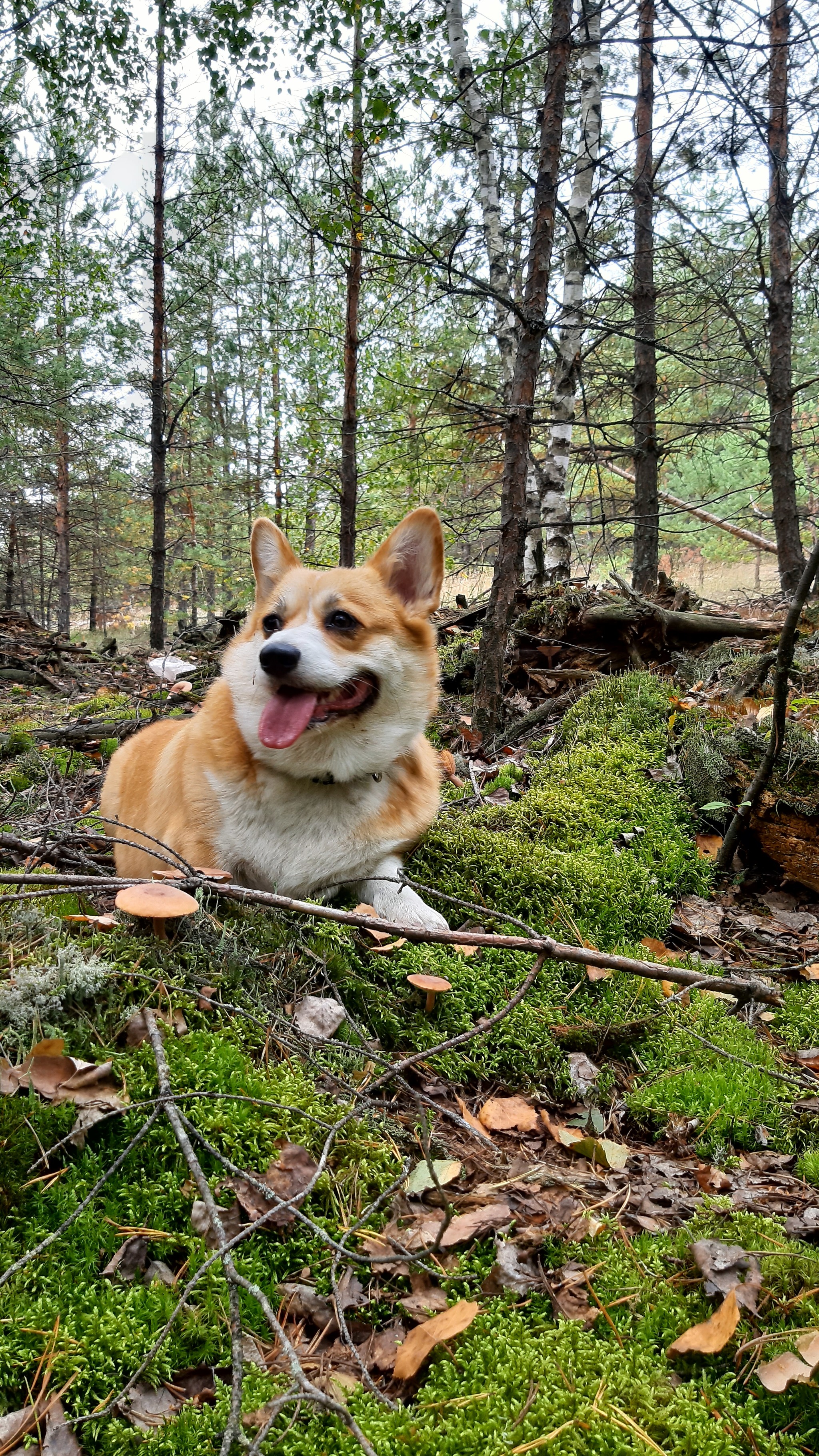 in autumn - My, Corgi, Dog, Walk in the woods, Welsh corgi pembroke, Pets, Video, Longpost