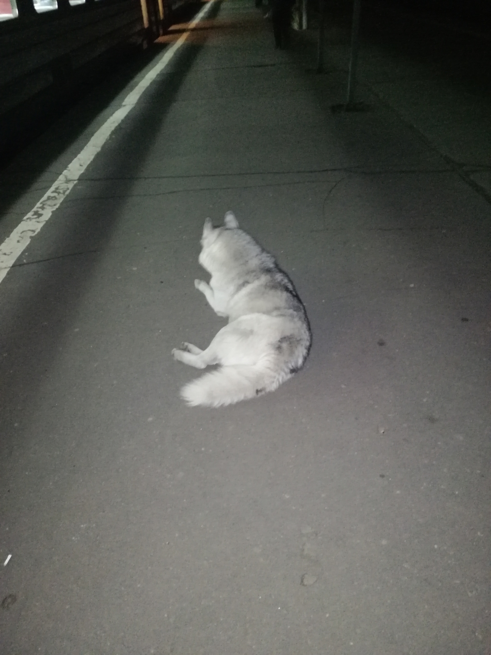 Who lost the husky?! Orekhovo-Zuevo - Lost, Dog, Husky, Orekhovo-Zuevo, No rating, Found a dog