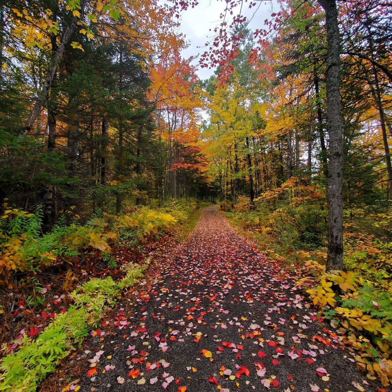 Autumn in Moncton, Canada - The photo, Canada, Nature, Autumn, beauty of nature, Longpost, Autumn leaves