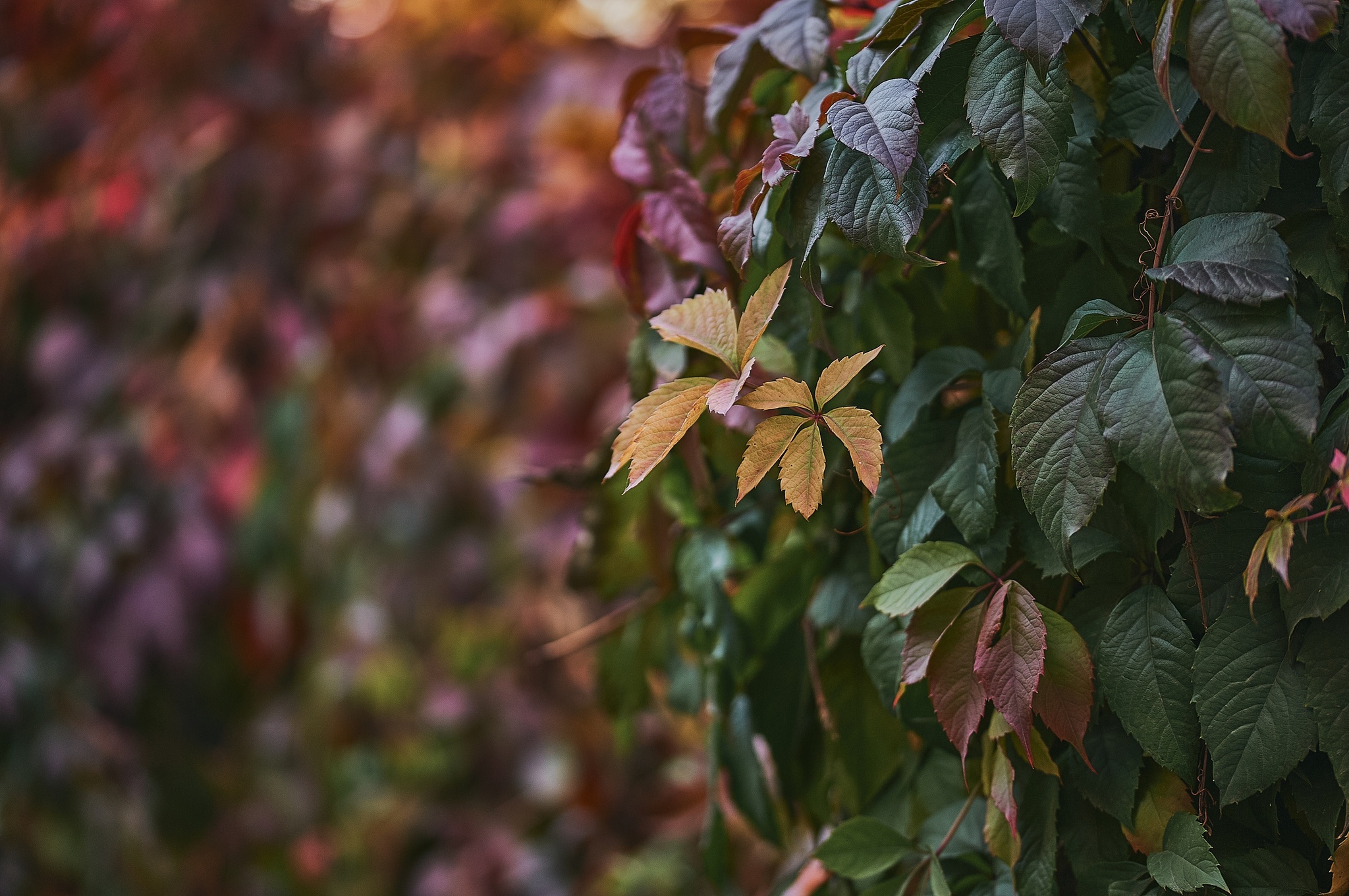 Autumn colors in detail - My, Nikon, The photo, Kazakhstan, Aksai, Autumn, Paints, Longpost