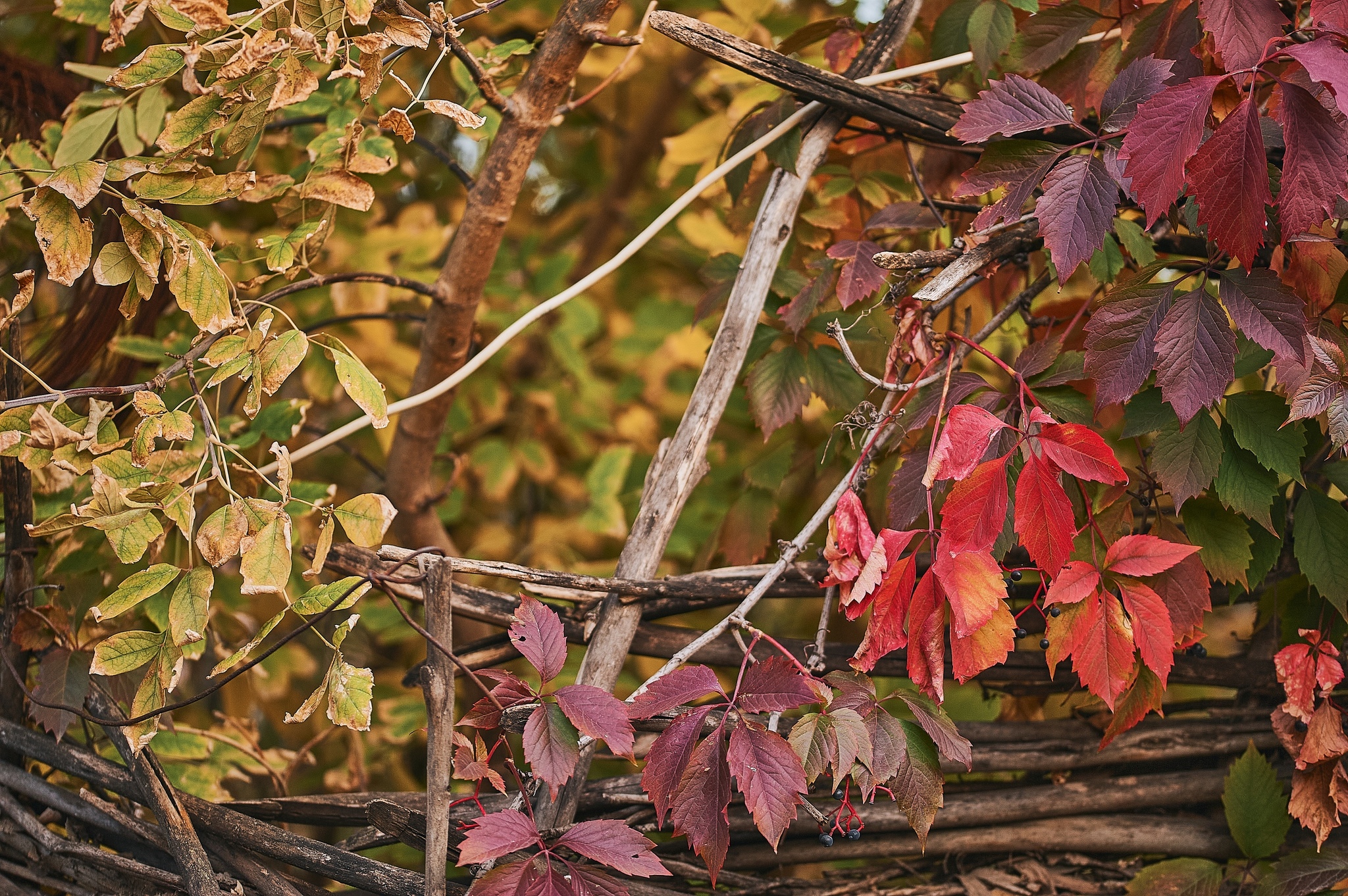 Autumn colors in detail - My, Nikon, The photo, Kazakhstan, Aksai, Autumn, Paints, Longpost