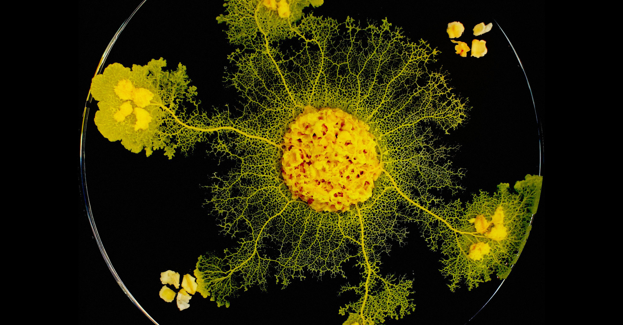 Mold reproduces a map of the Tokyo railway - Mushrooms, Mycology, Experience, The science, Video, Longpost