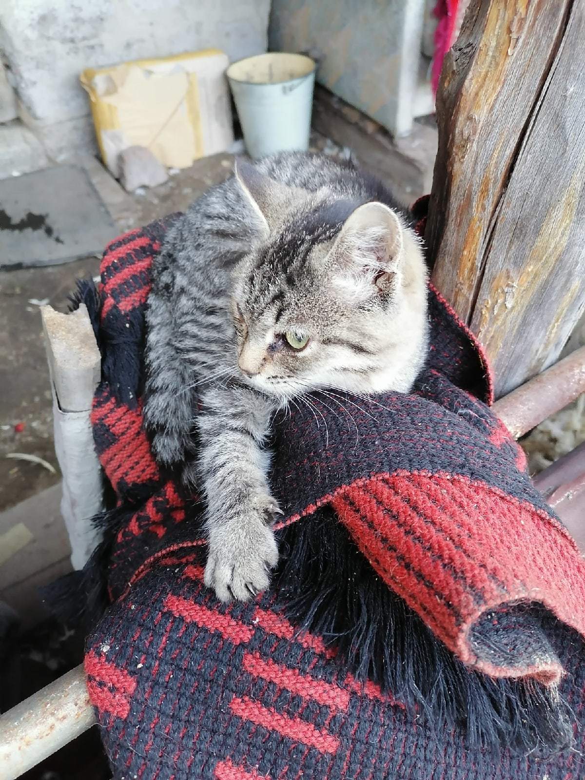 Novosibirsk and Ordynskoye. Kitten is looking for a home - My, Novosibirsk, Ordynskoye, Longpost, No rating, cat, Animals, In good hands, Help