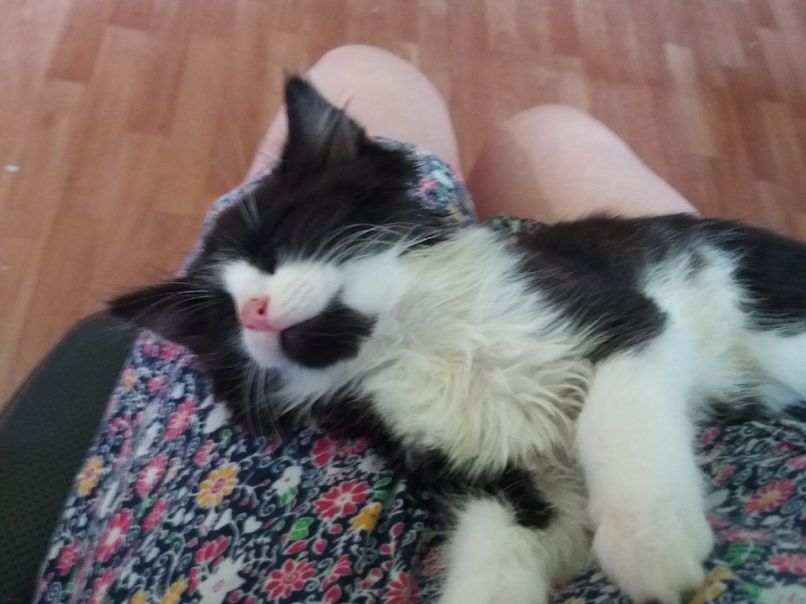 The owners do not need the kitten; they urgently need a home! - My, Kittens, cat, In good hands, Saint Petersburg, Leningrad region, Pets, Homeless animals, Help, Pet, Animals, Longpost, No rating, Animal Rescue