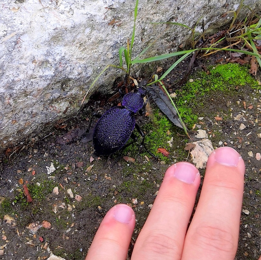 Crimean ground beetle - Insects, Carabus, Crimea, Endemic, Red Book, Жуки, Sevastopol, Longpost