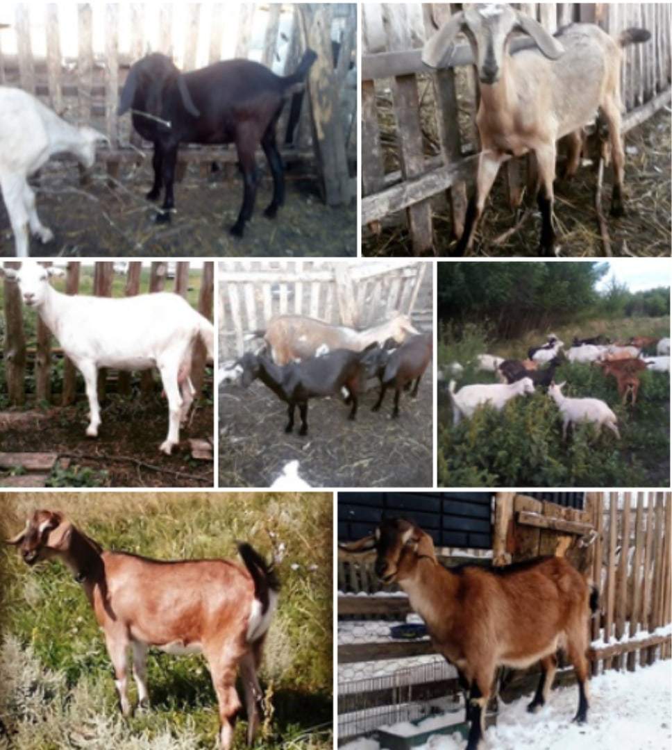 Goats gone missing - Help, Nubian goats, The missing, Longpost