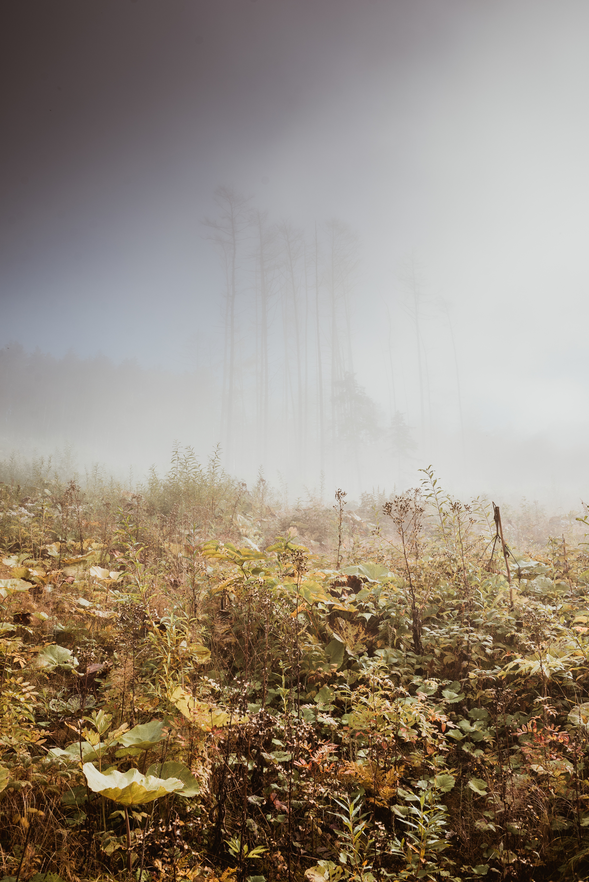 Live - My, Fog, Atmosphere, Nature, Forest, Yuzhno-Sakhalinsk, Mountain air, Morning, The sun, Contemplation, Longpost