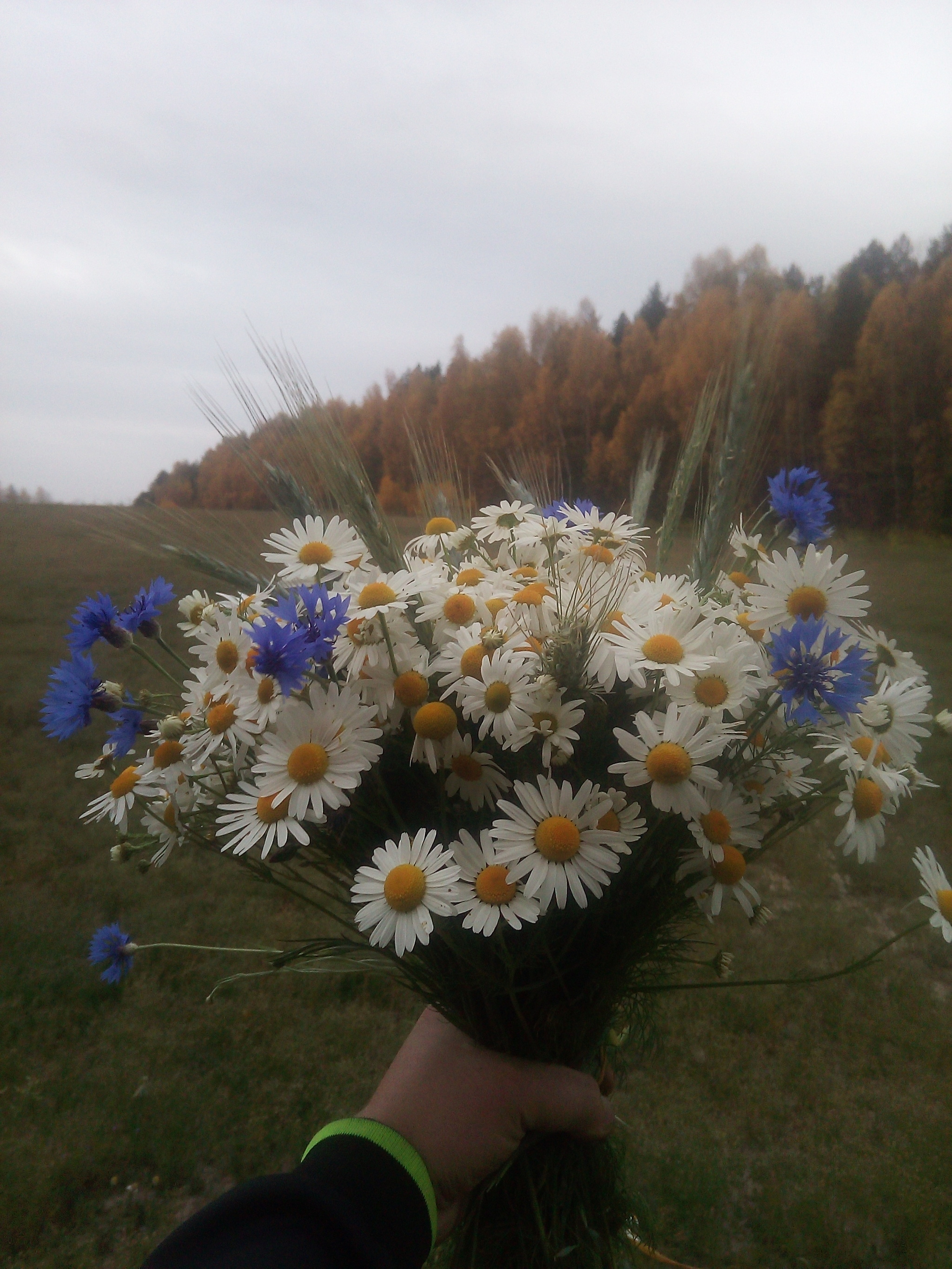 Post about nothing - My, Flowers, Autumn, Positive, Chamomile, Longpost, Vacation