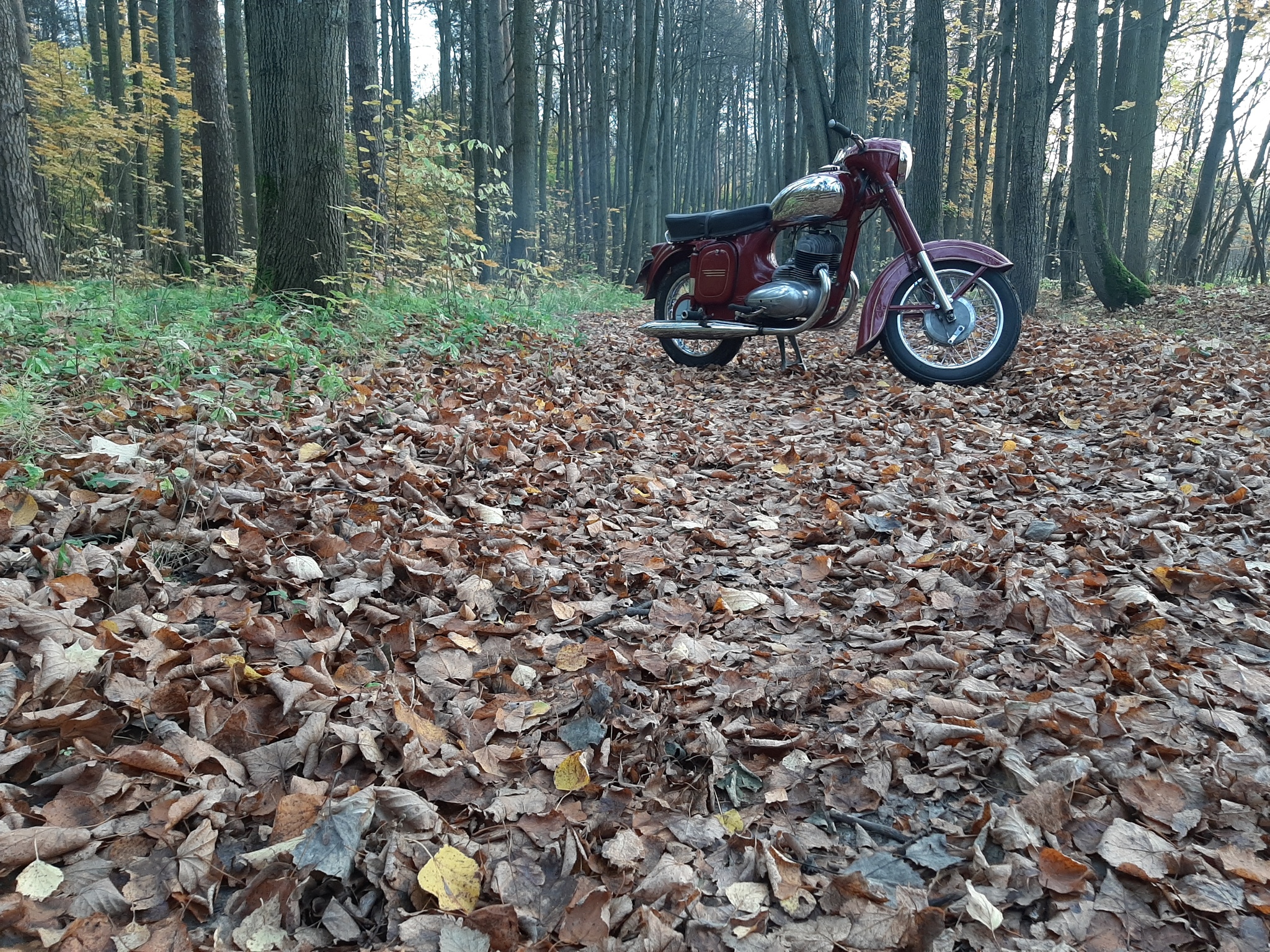 Autumn in the park! - My, Java, Autumn, The park, The photo, Longpost, Moto