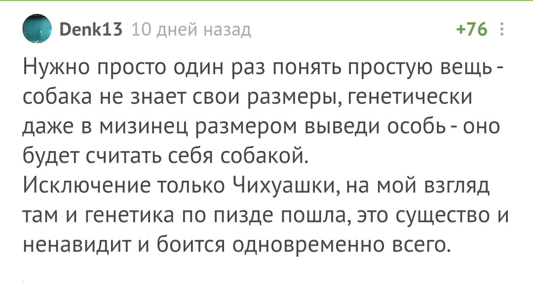 Юмора пост: тайна таксы, скорбь чихуахуа и момент истины - Собака, Такса, Чихуахуа, Шпиц, Овчарка, Человек, Юмор, Комментарии на Пикабу, Длиннопост