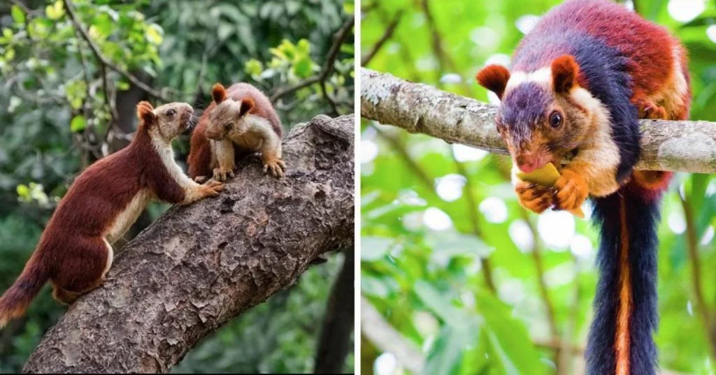 Giant Squirrel: This is not our little thing from the park! A rodent the size of a cat has surpassed all its relatives in size - Animals, Yandex Zen, Longpost, India, Squirrel, Indian Giant Squirrel