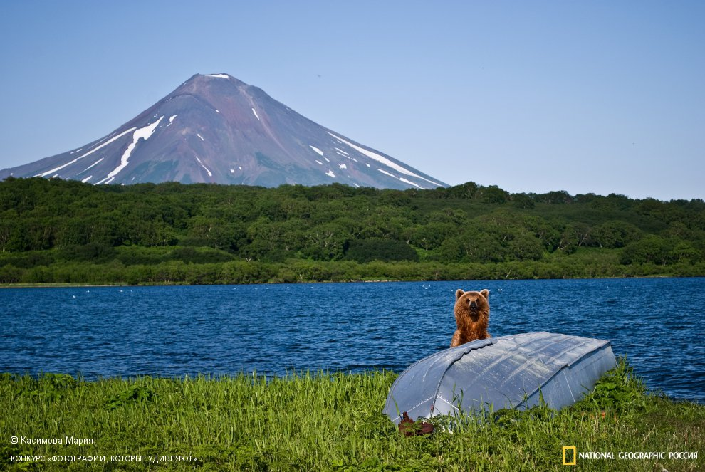 Post #7769979 - The Bears, Brown bears, Wild animals, Nature, Kamchatka, Kuril lake, The national geographic, The photo