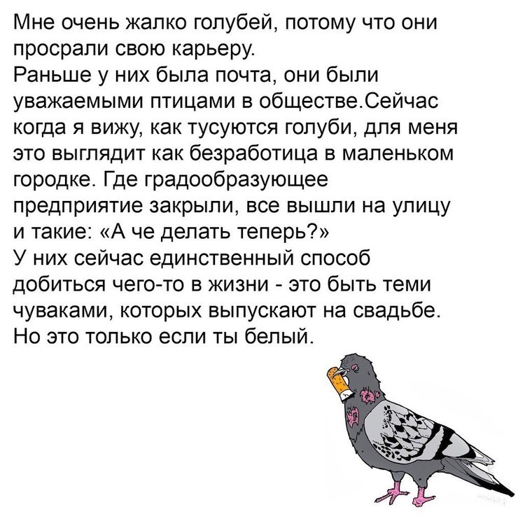 Everything was screwed up - Picture with text, Pigeon, Profession, Work, Career, Ariana Lolaeva