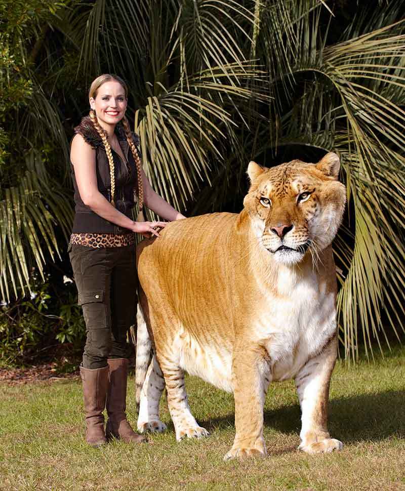 The biggest of cats - Liger, Wild animals, Big cats, Hybrid, Training