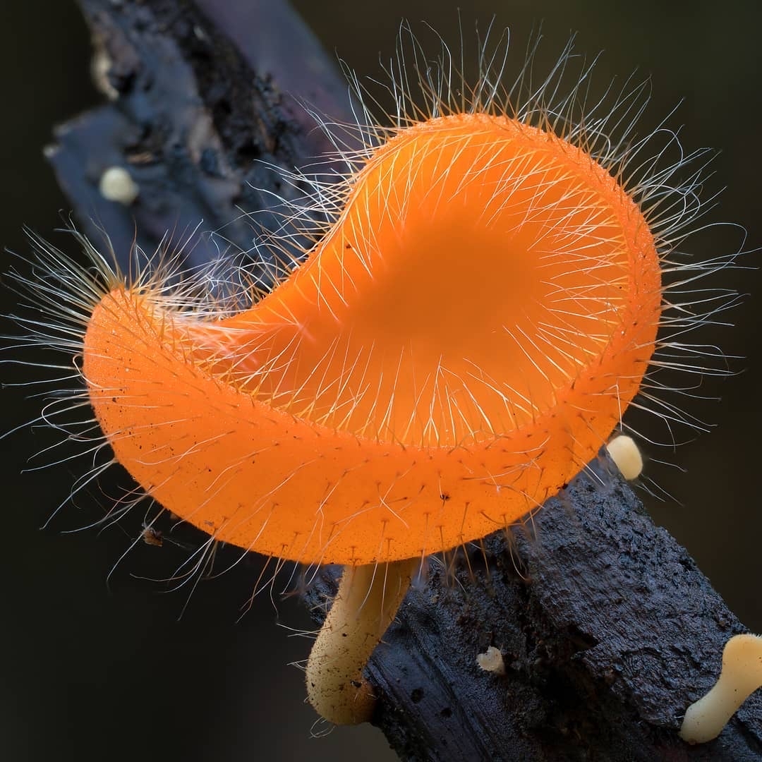 Another selection from the kingdom of mushrooms - Mushrooms, Mycology, Mycelium, Longpost, The photo