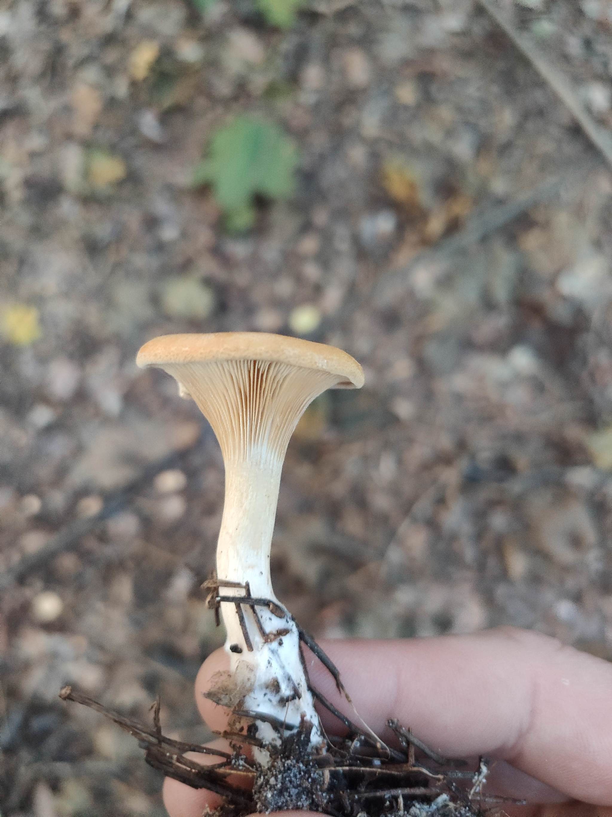 What kind of mushroom is in the photo? - Mushrooms, Forest, Longpost