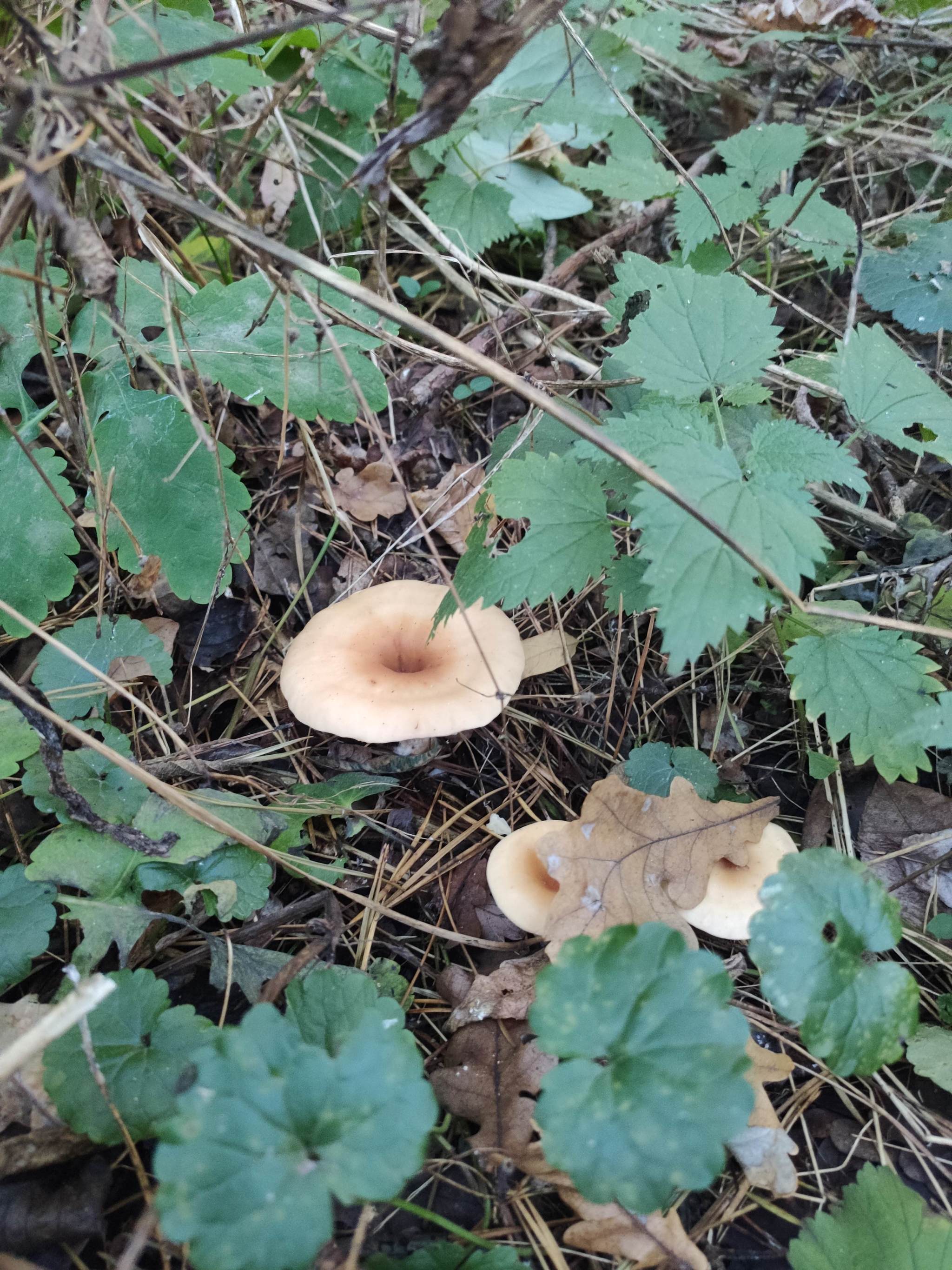 What kind of mushroom is in the photo? - Mushrooms, Forest, Longpost