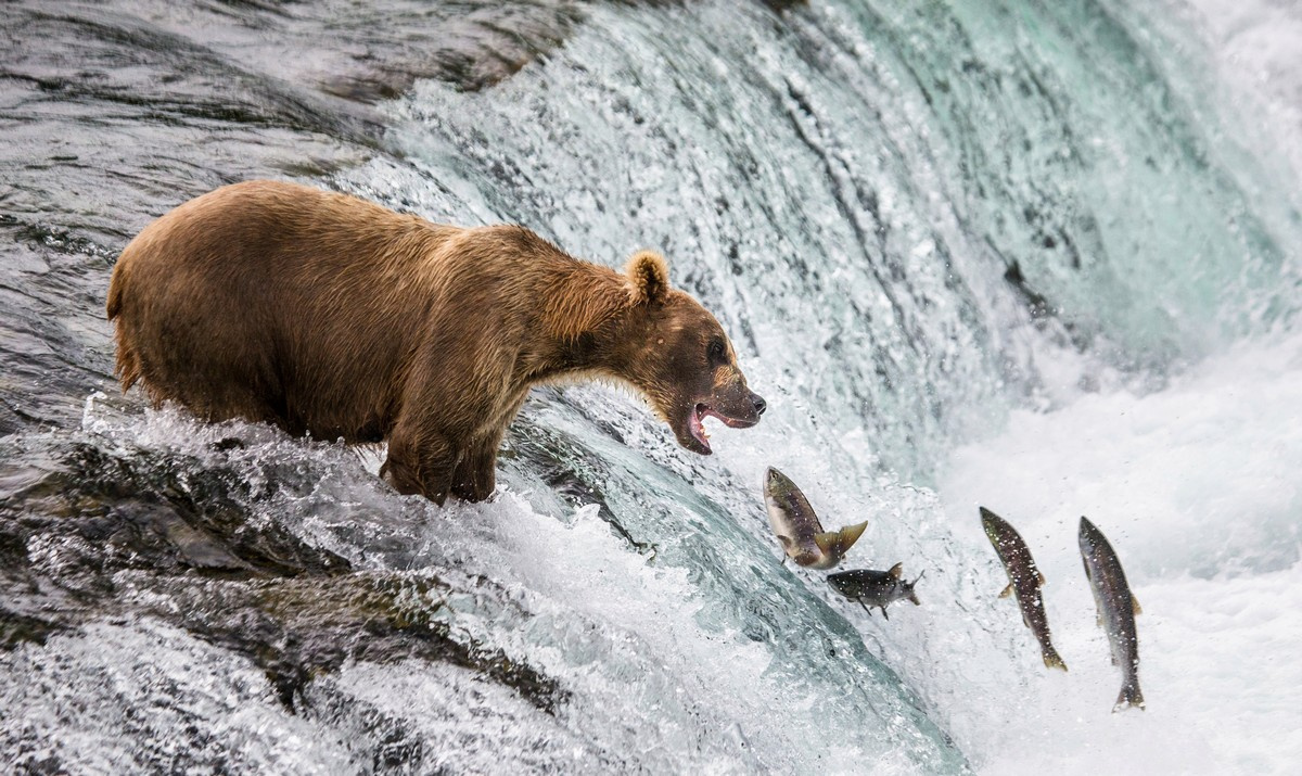 Wildlife as it is. Photographer Andrey Gudkov - Animals, The photo, Wild animals, Longpost