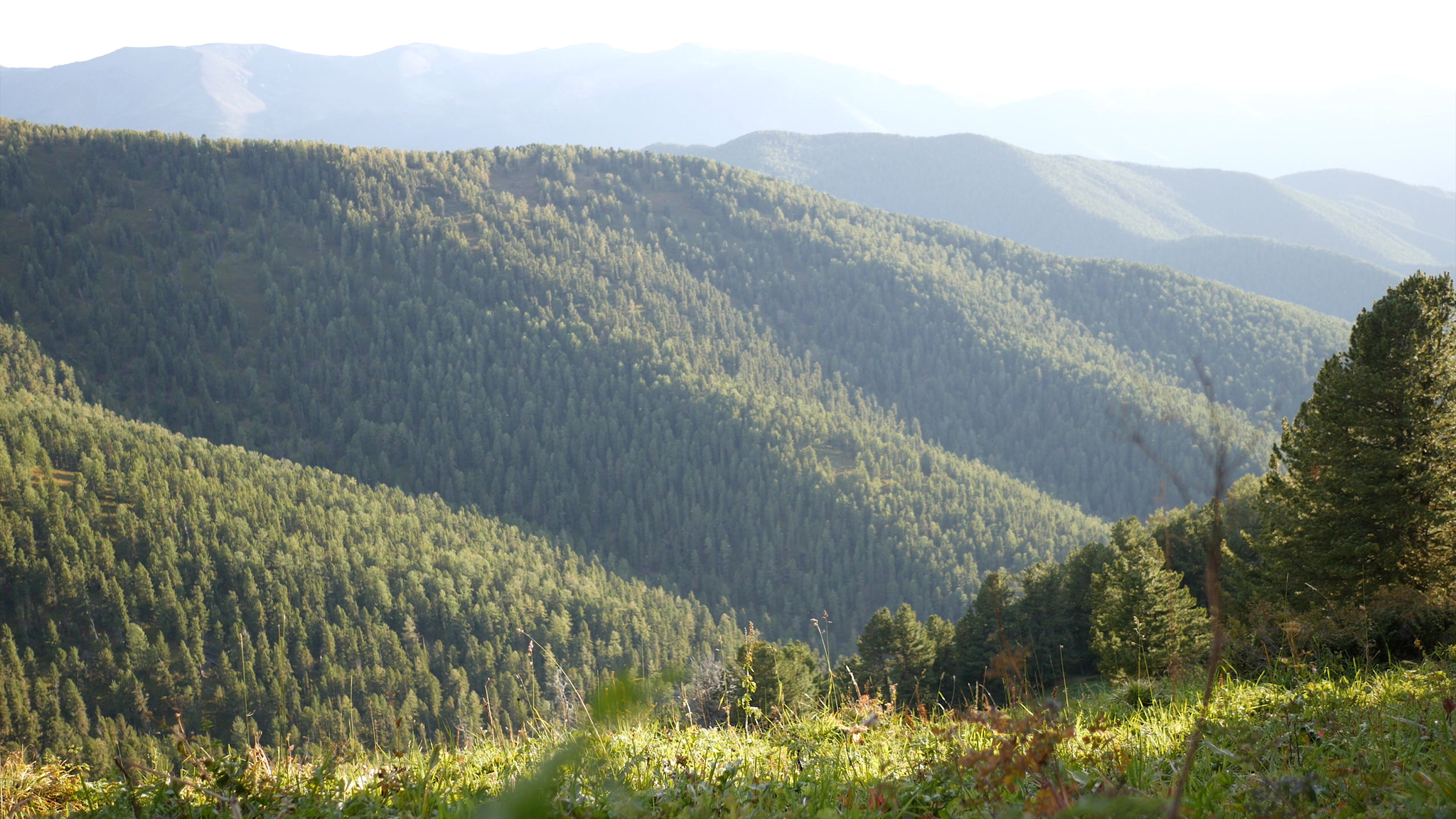 Mountain Altai. Hiking along the Oroktoy trail - My, Mountain Altai, Altai Republic, Tourism, Hike, Hiking, Landscape, Outdoor, Video, Longpost