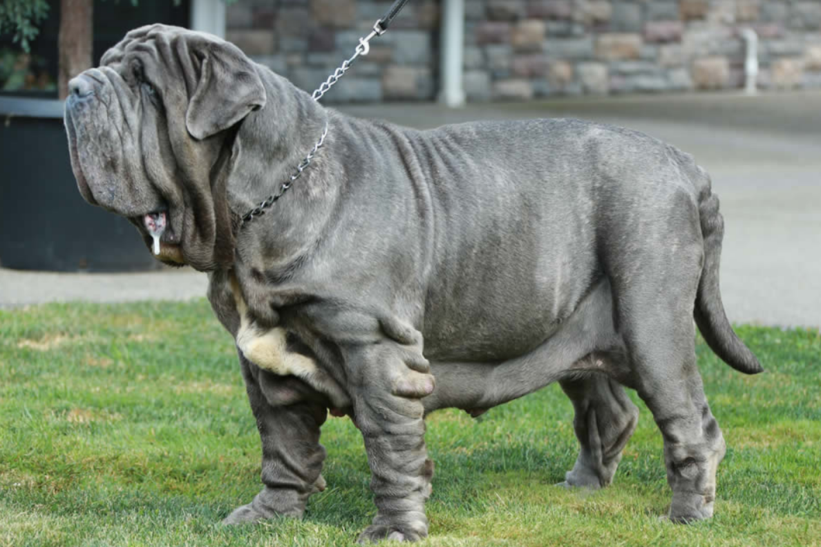 About dog breeds No. 133. Neapolitan Mastiff - Dog, Dog breeds, Neapolitan Mastiff, Video, Longpost