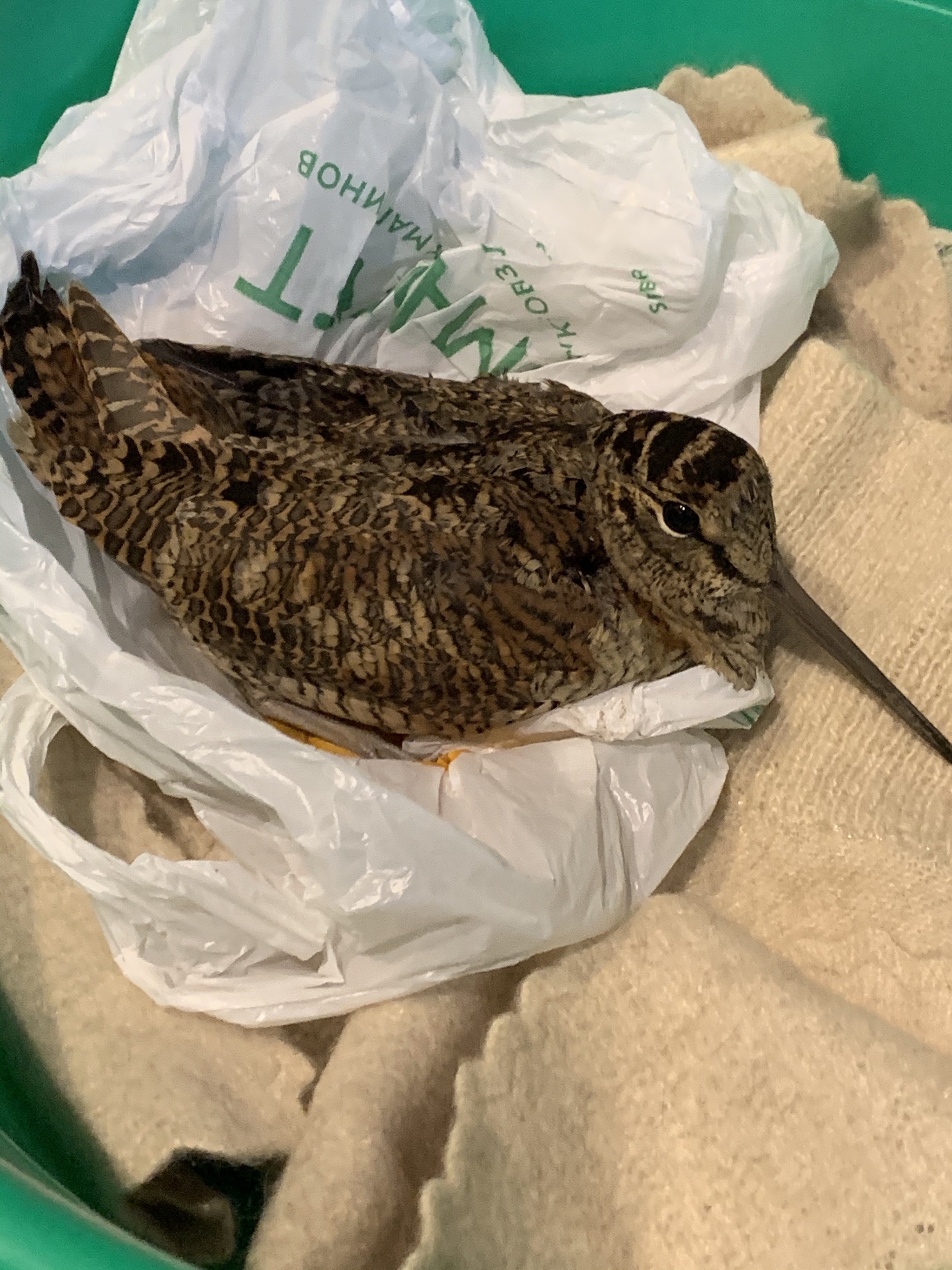 Woodcock Rescue - My, Birds, The rescue, Woodcock, Longpost