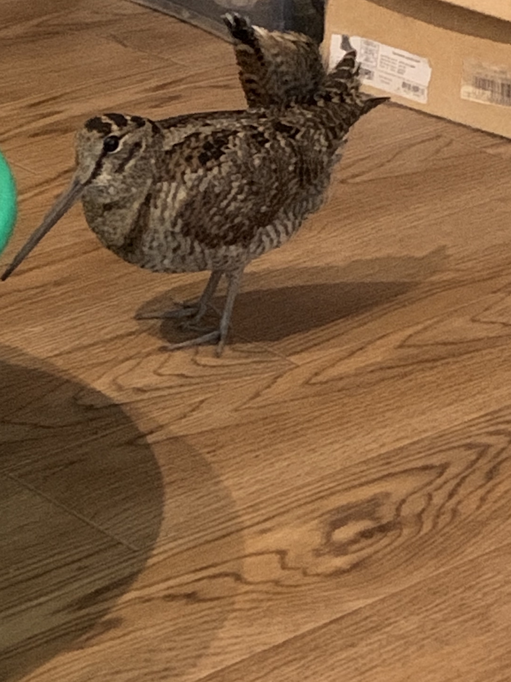 Woodcock Rescue - My, Birds, The rescue, Woodcock, Longpost