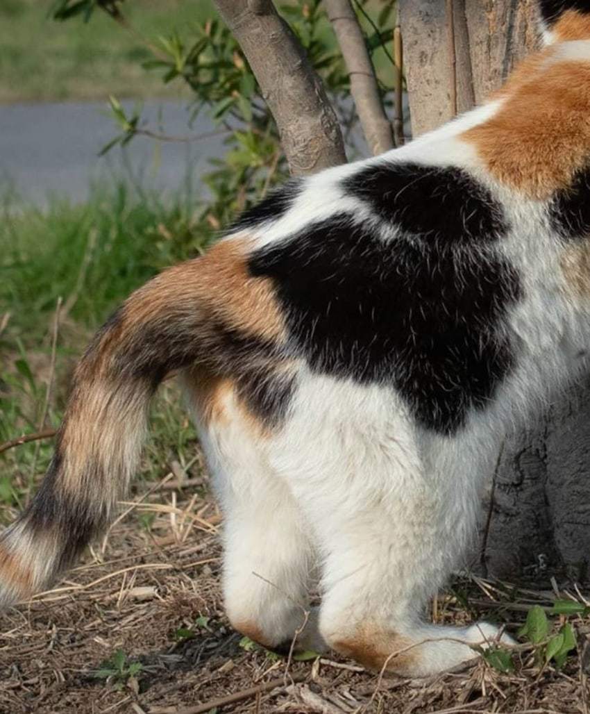 I present to you a cat's ass. In fleece pants) - cat, Booty, Milota, Longpost