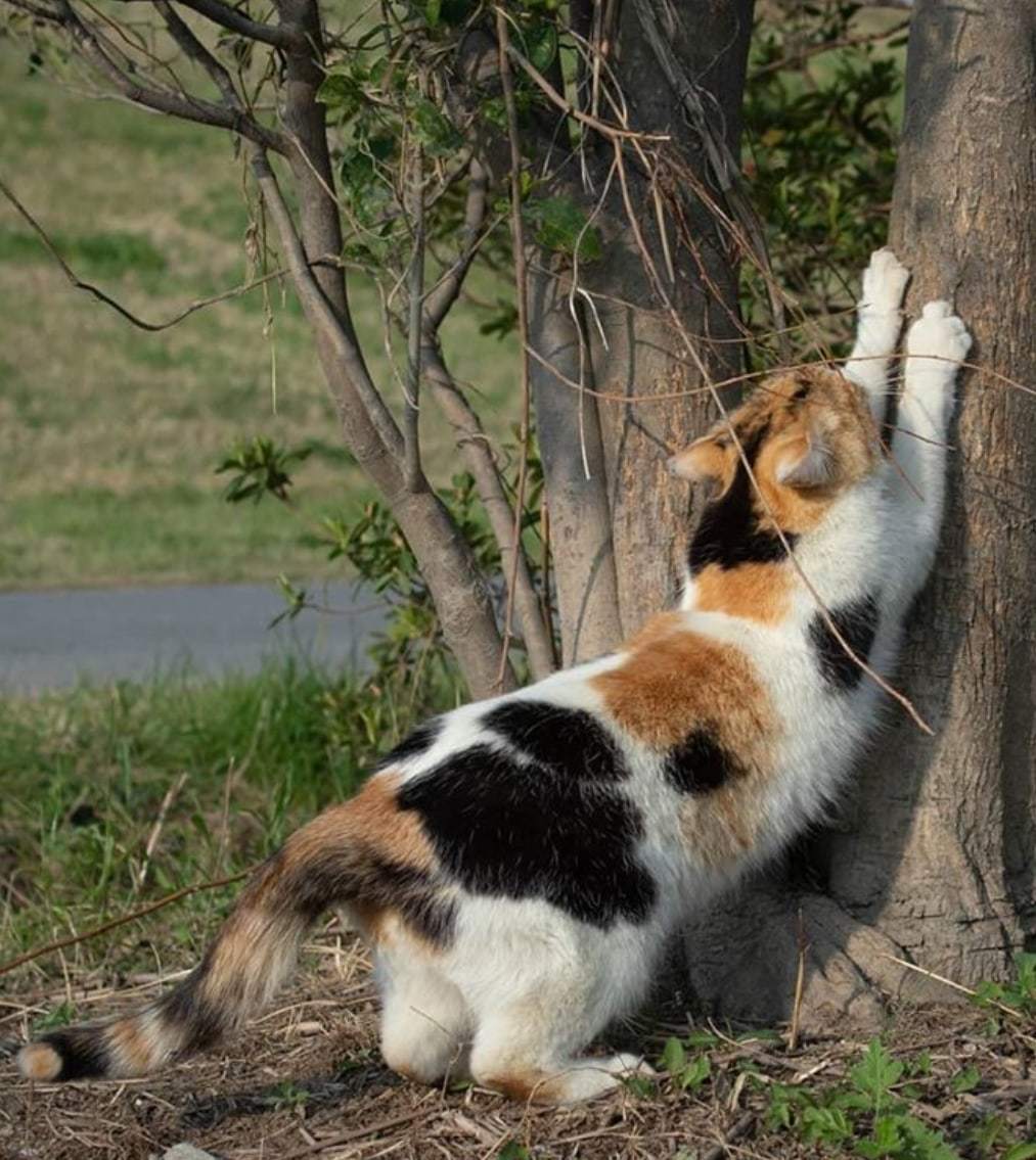 I present to you a cat's ass. In fleece pants) - cat, Booty, Milota, Longpost