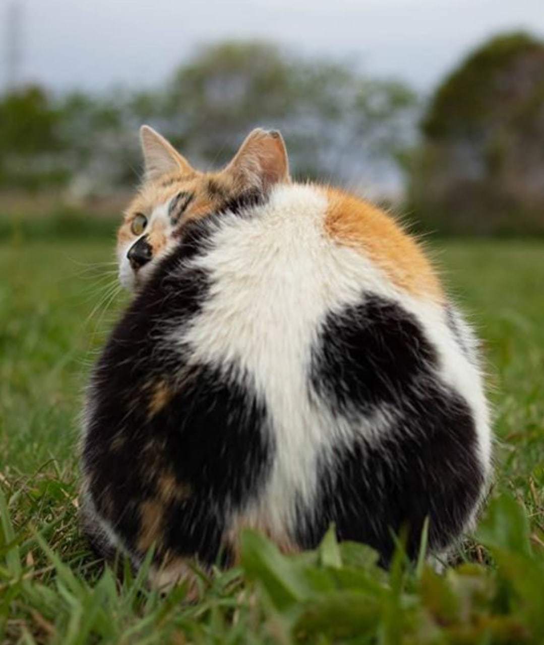 I present to you a cat's ass. In fleece pants) - cat, Booty, Milota, Longpost