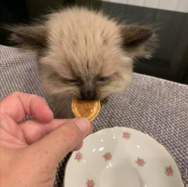 She had a hard day, so they baked her favorite pancakes - cat, Pancakes, The photo, Longpost