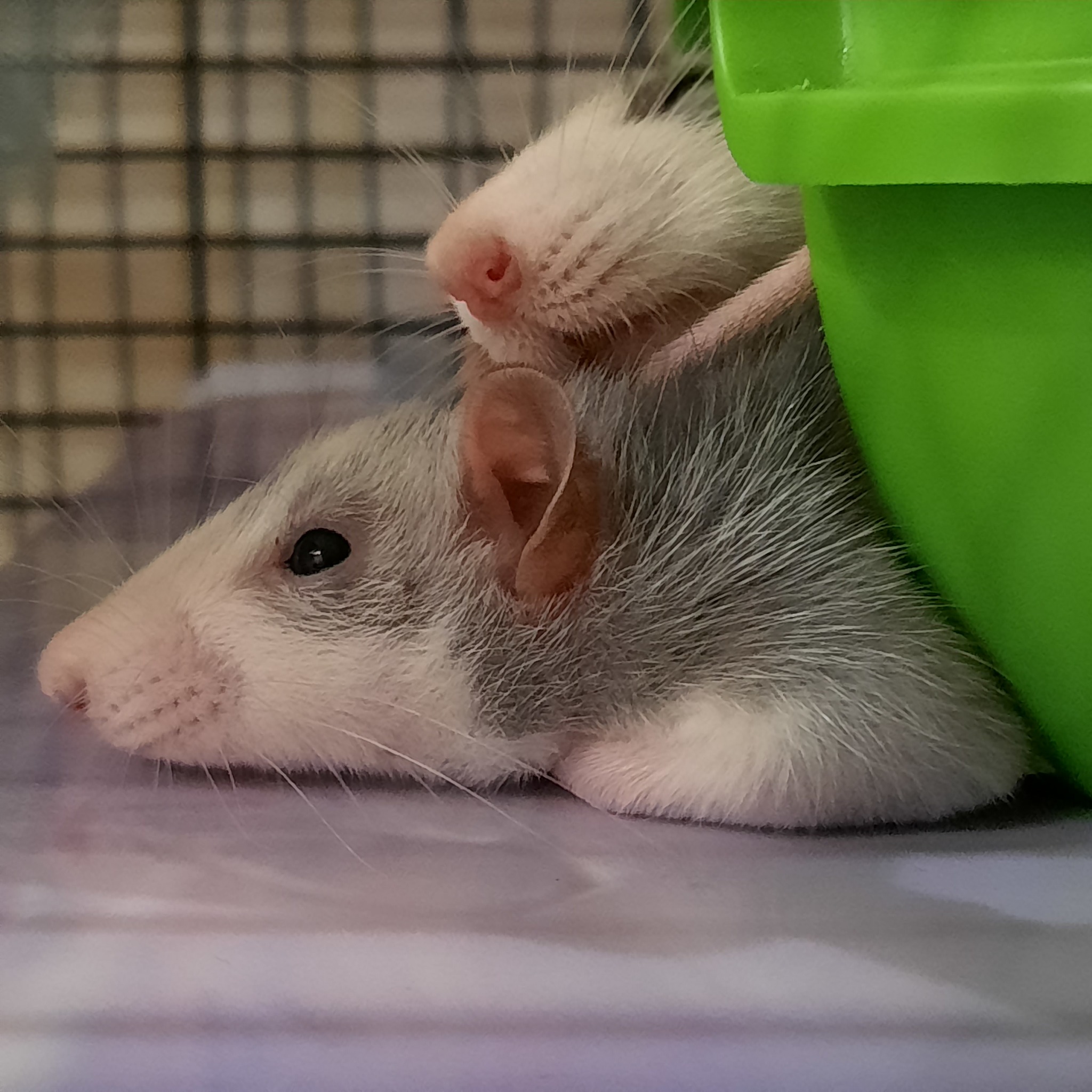 Important - My, Decorative rats, Pets, Milota